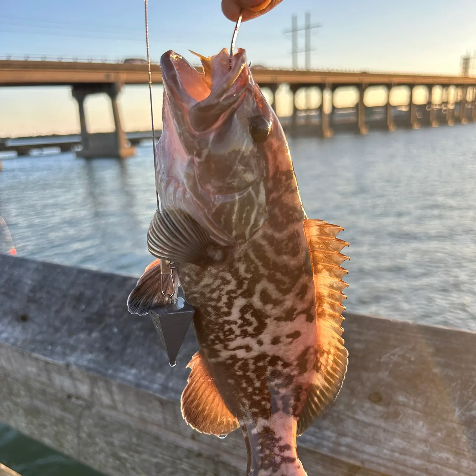The most recent Black grouper catches on Fishbrain