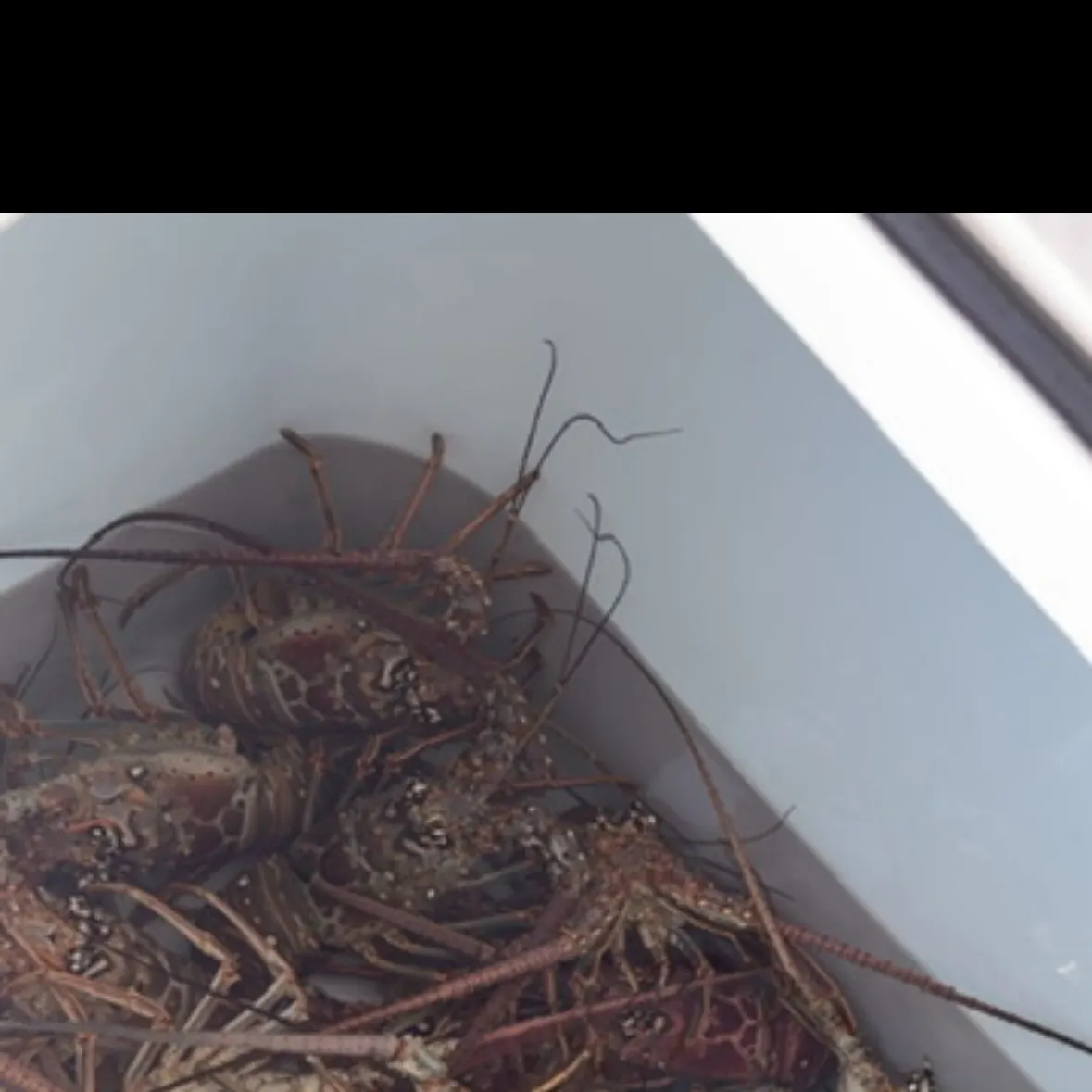 The most recent Caribbean spiny lobster catches on Fishbrain