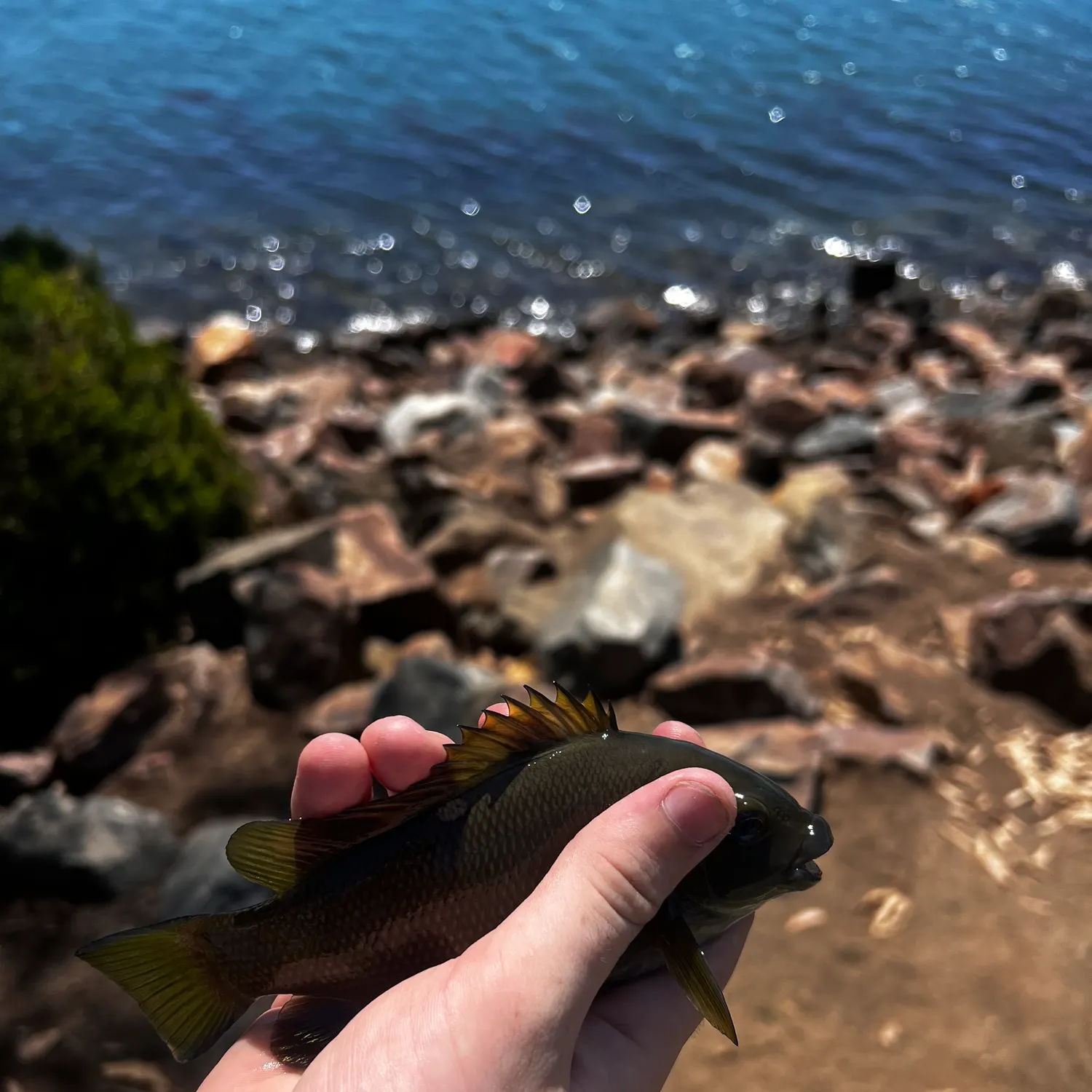 The most recent Opaleye catches on Fishbrain