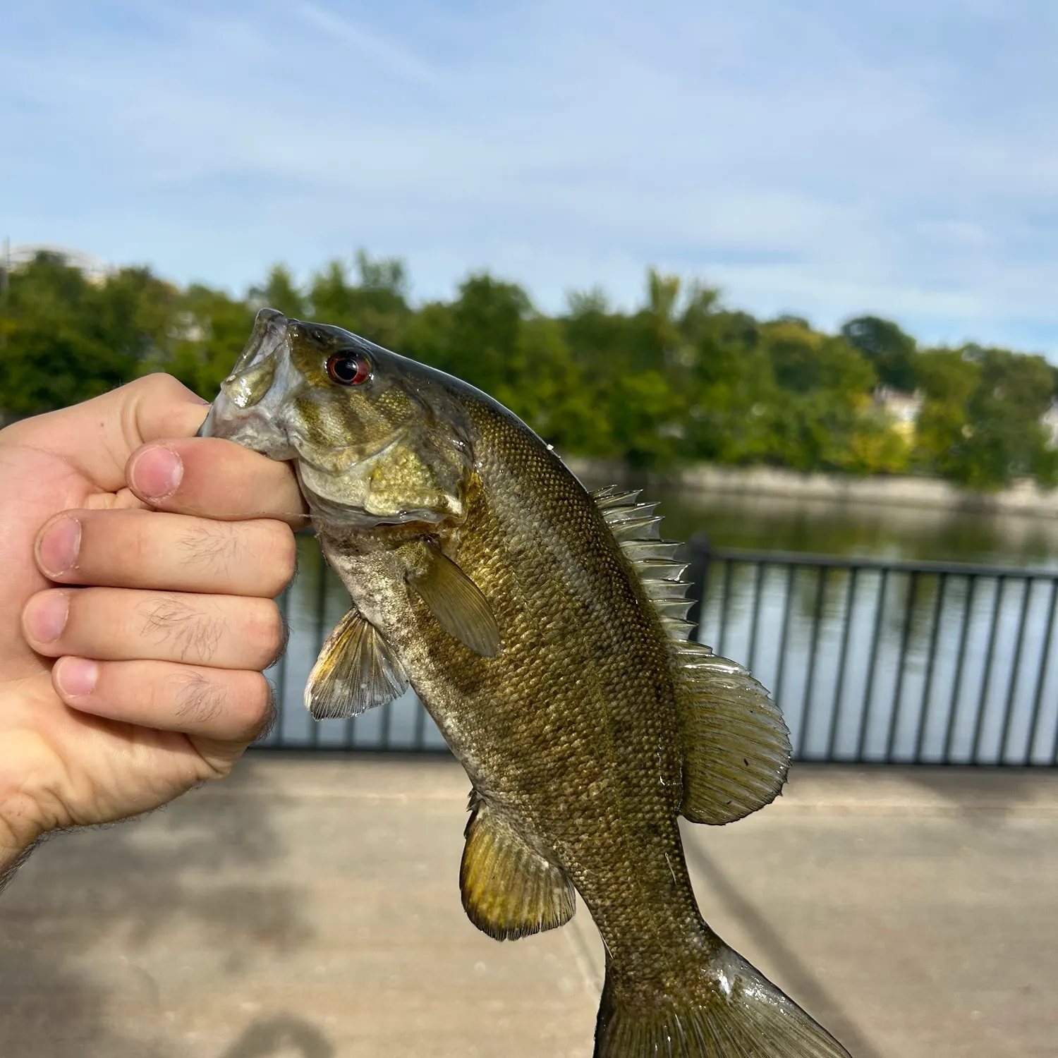 Smallmouth bass caught on Fishbrain