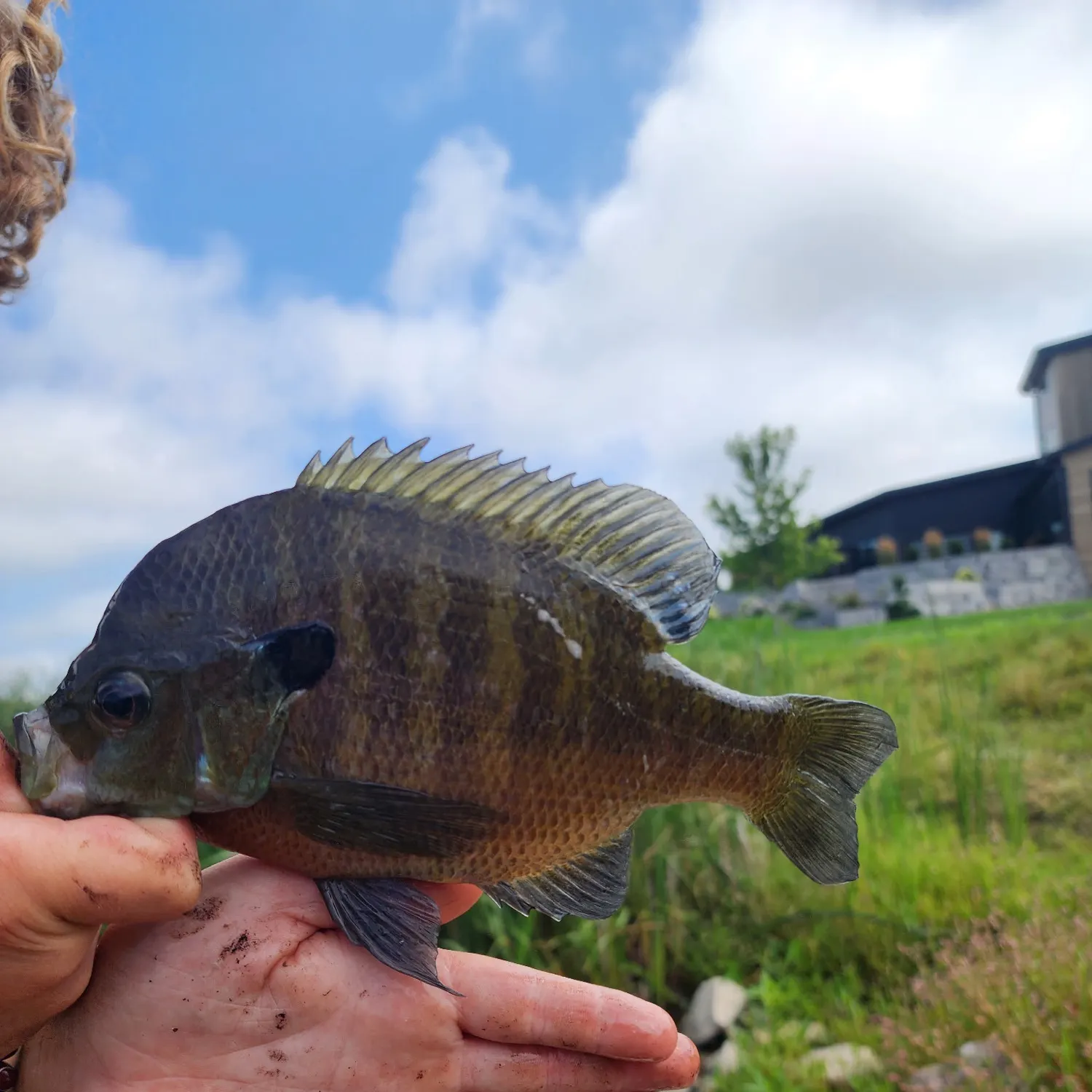 Bluegill caught on Fishbrain