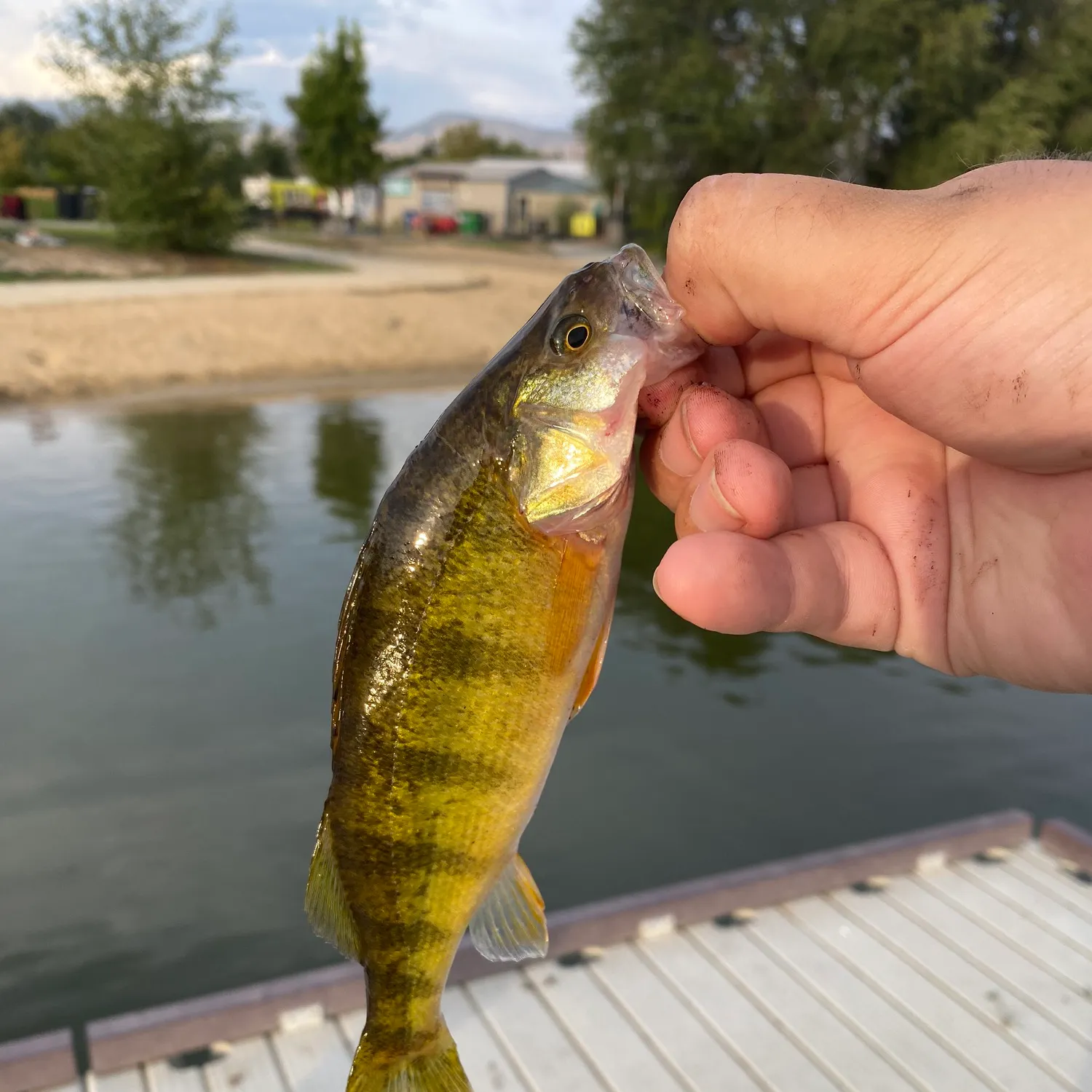 Yellow perch caught on Fishbrain
