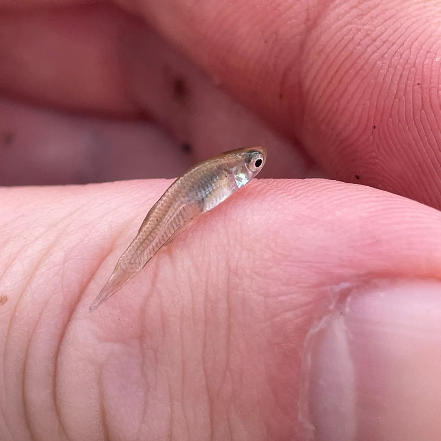 Common shiner caught on Fishbrain