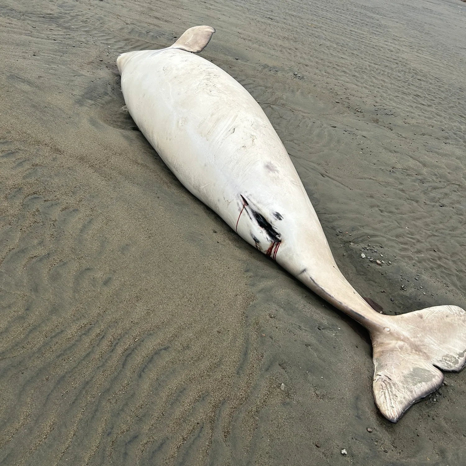 The most recent Beluga sturgeon catches on Fishbrain