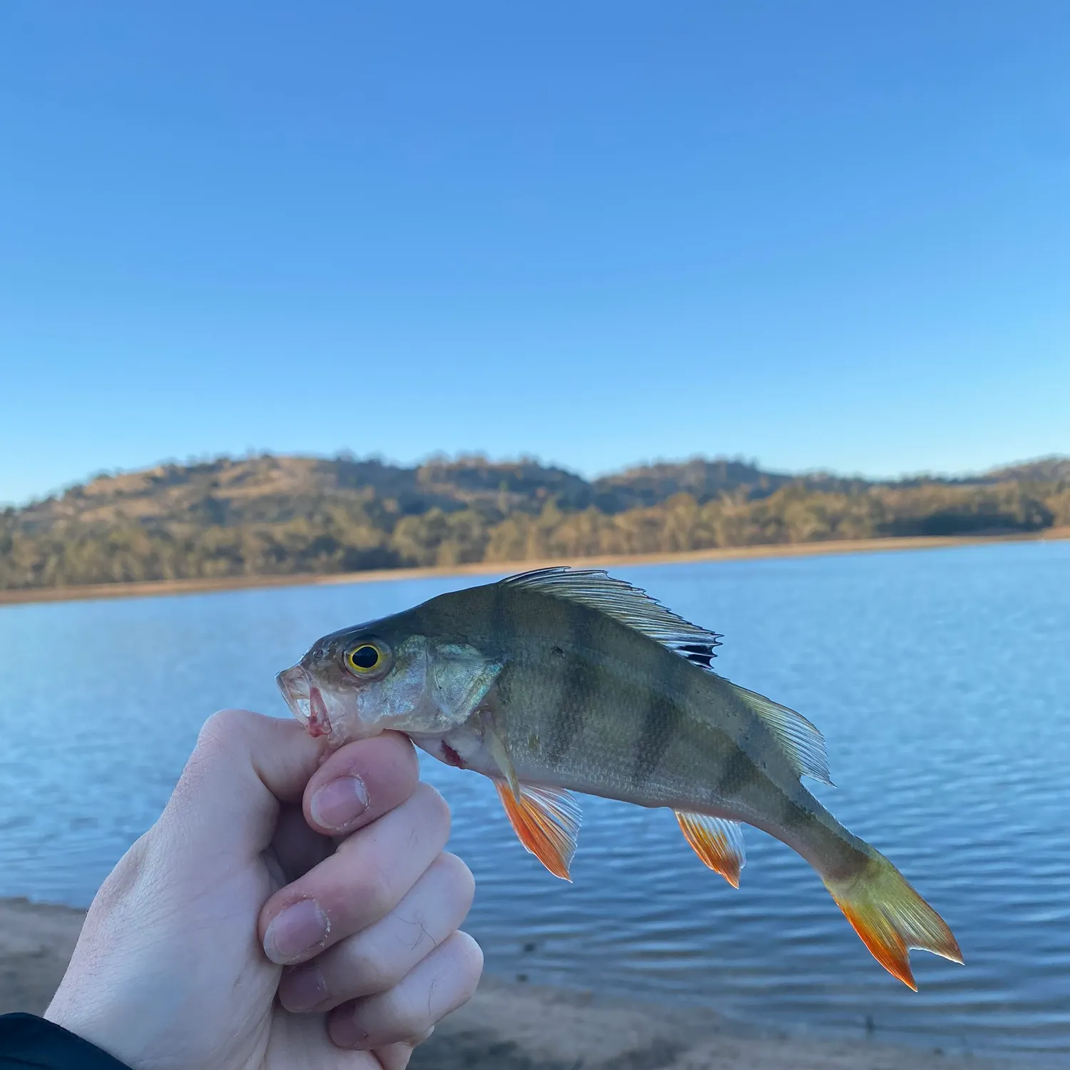 European perch caught on Fishbrain