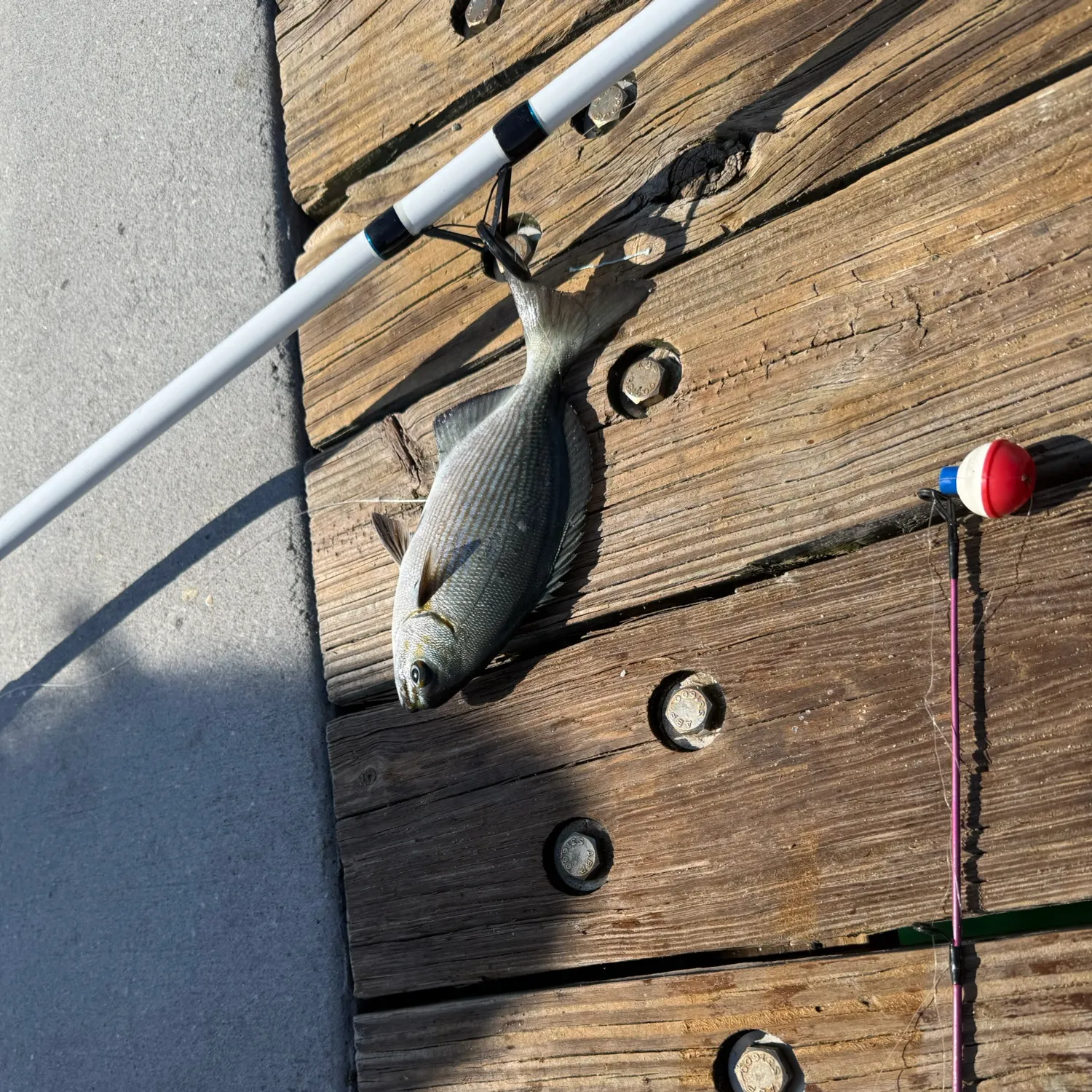 The most recent Bermuda sea chub catches on Fishbrain