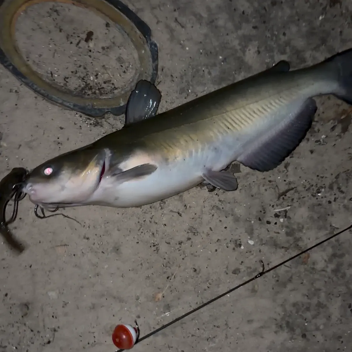 The most recent Channel catfish catches on Fishbrain