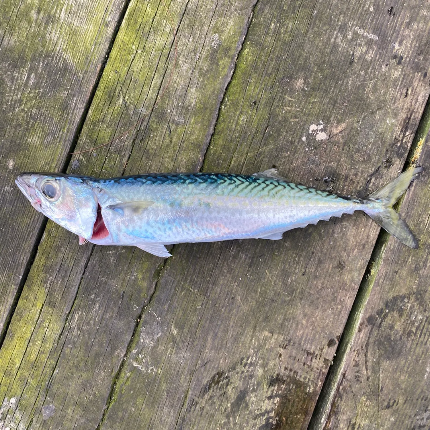 Atlantic mackerel caught on Fishbrain