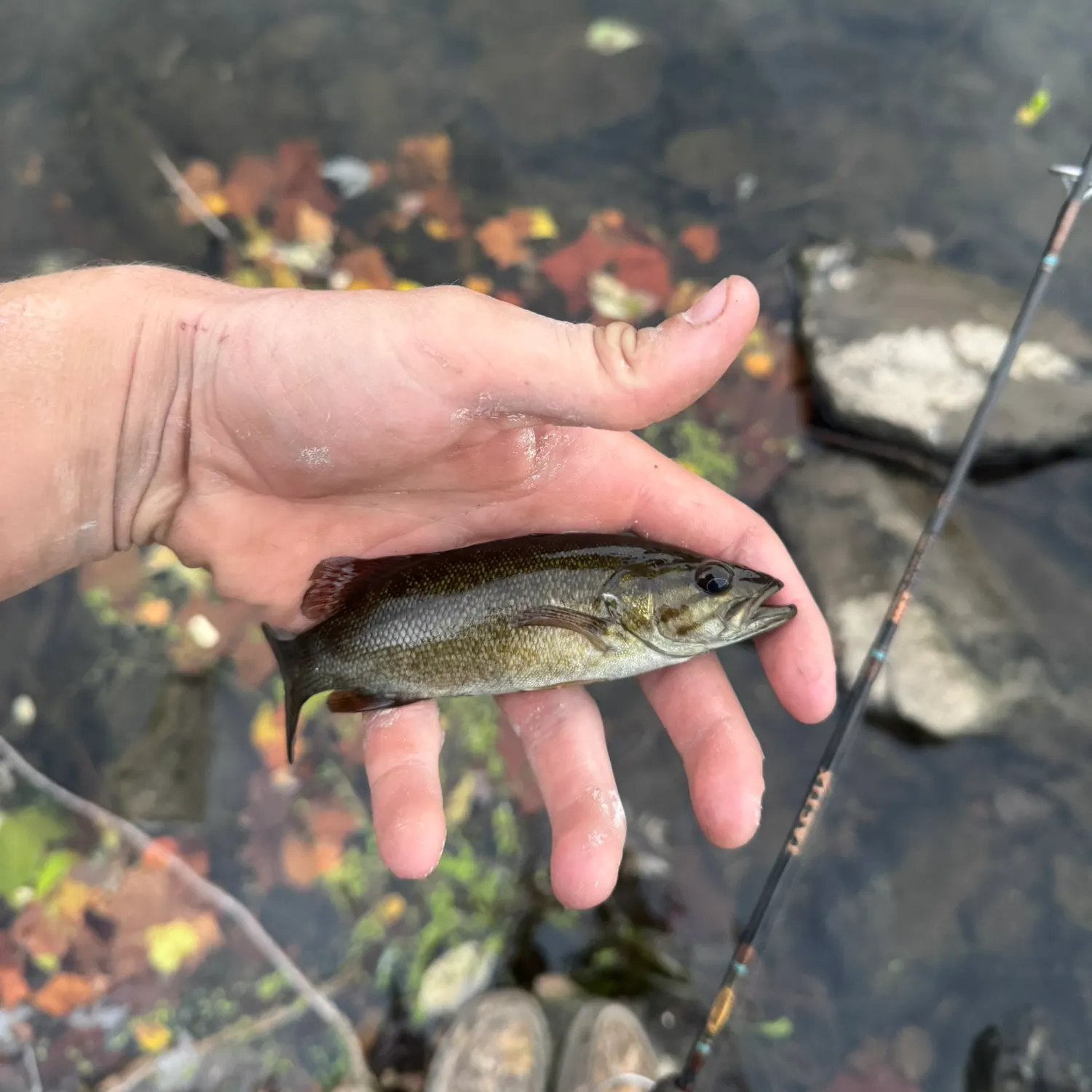 Smallmouth bass caught on Fishbrain