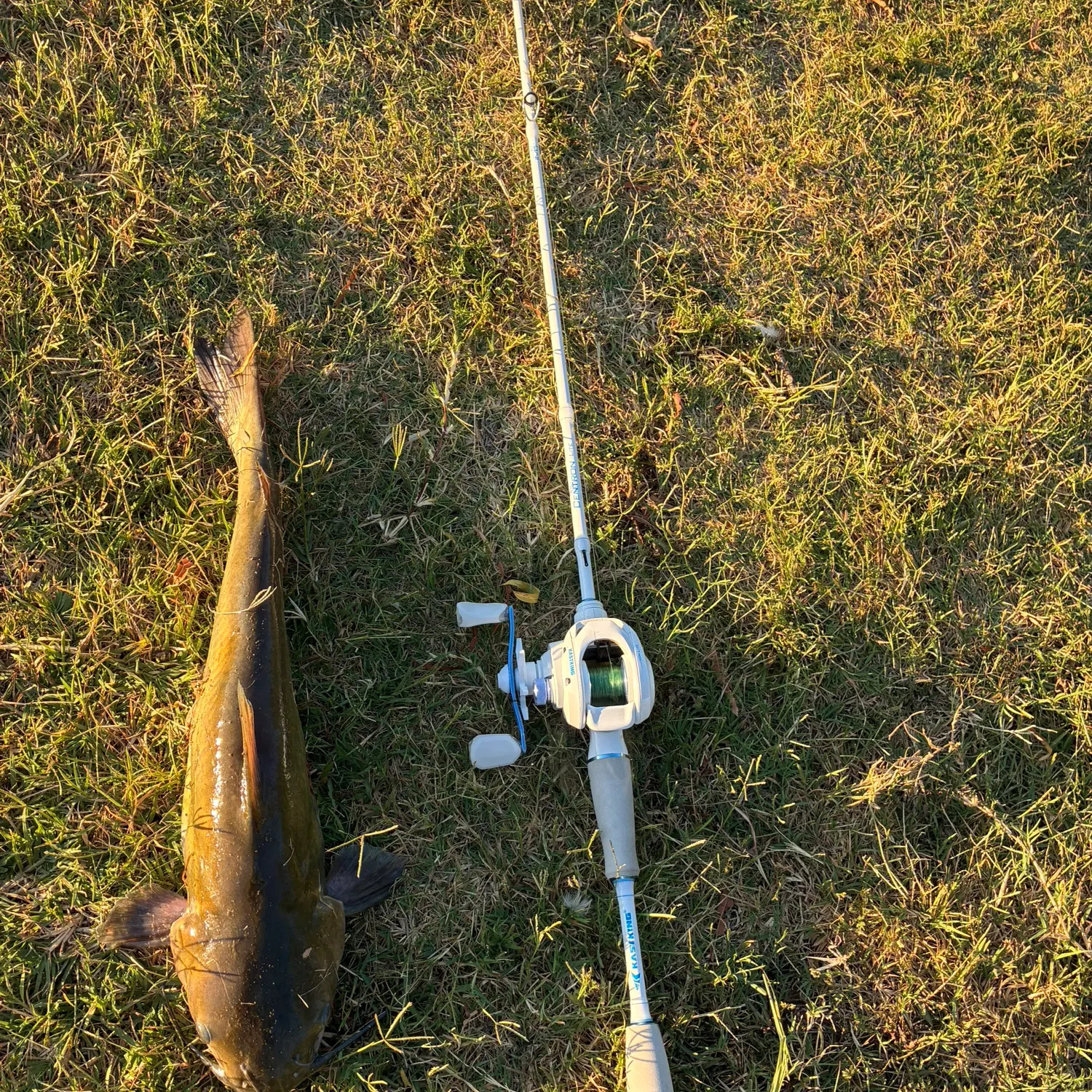 Channel catfish caught on Fishbrain