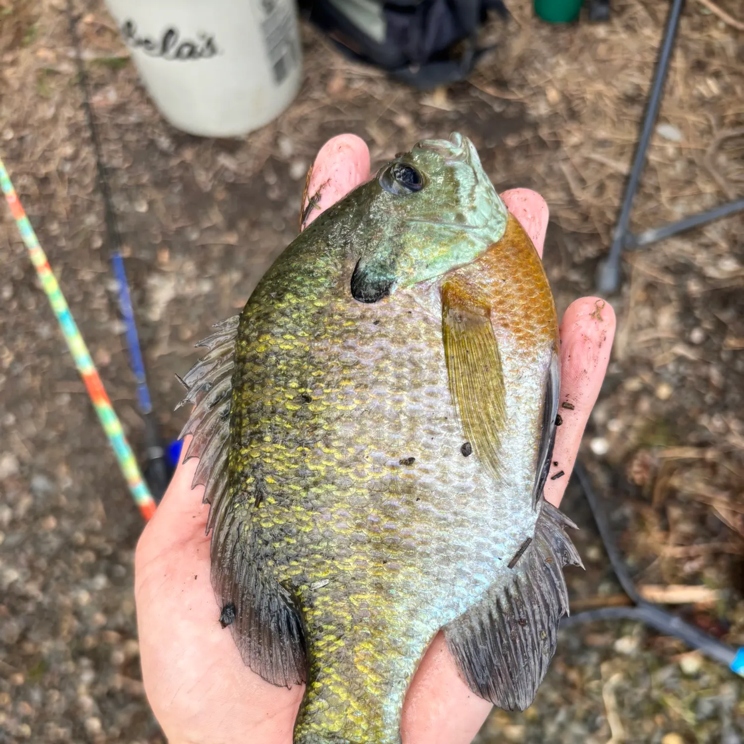 Bluegill caught on Fishbrain