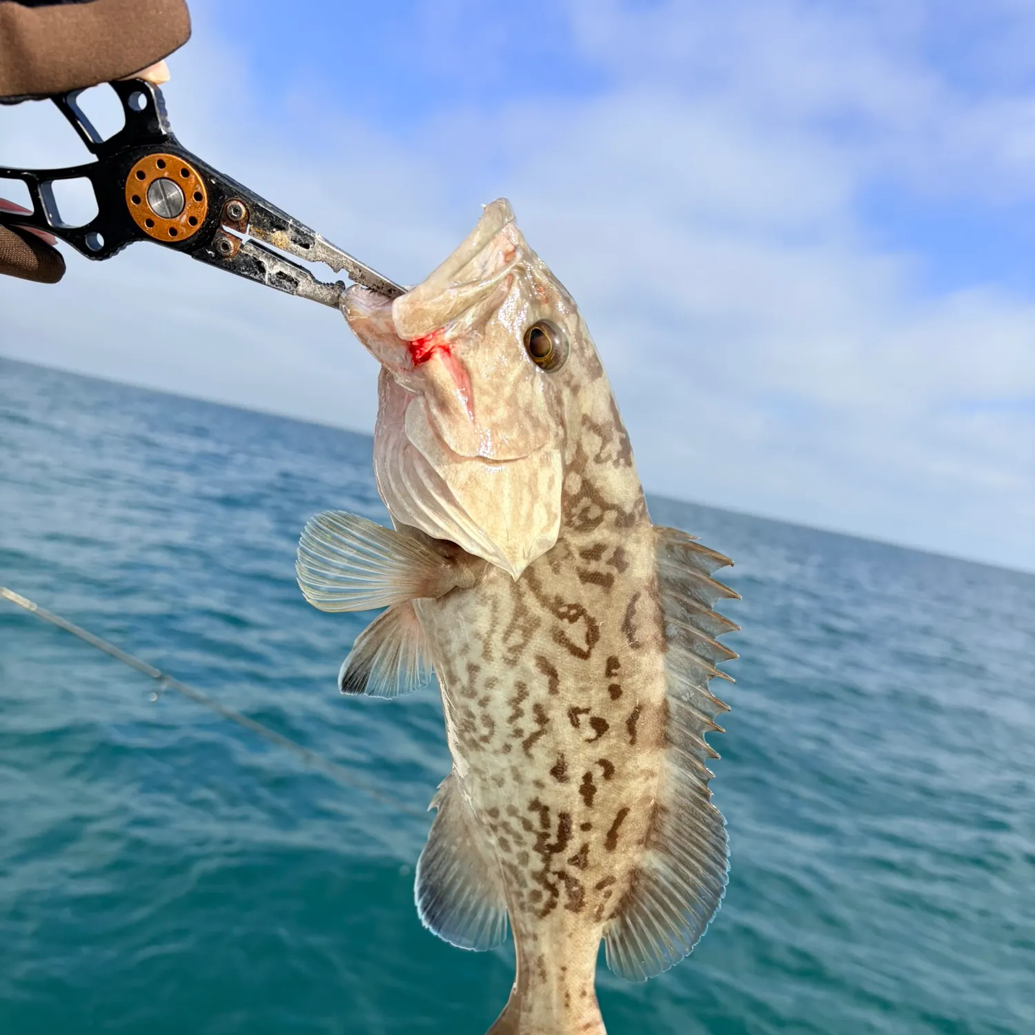 The most recent Gag grouper catches on Fishbrain