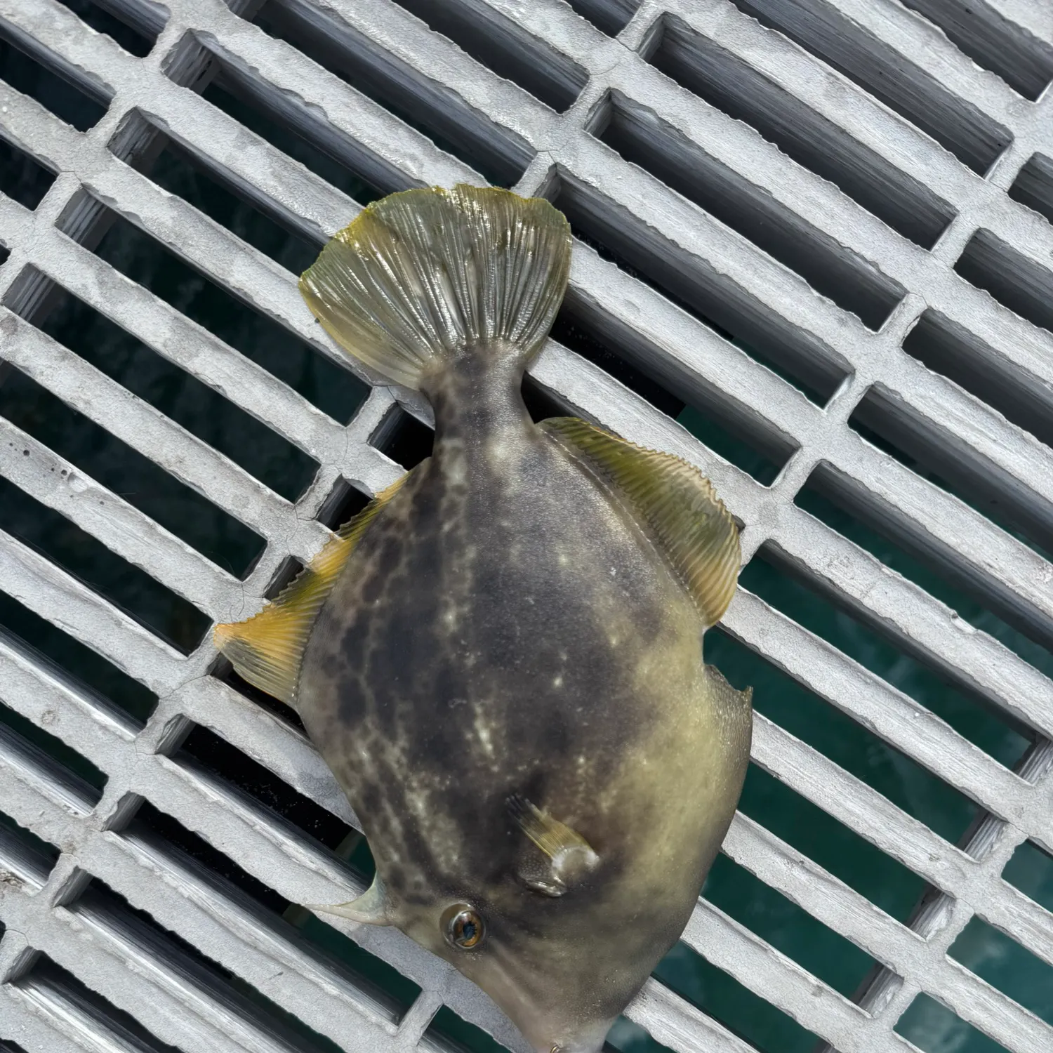 The most recent Planehead filefish catches on Fishbrain