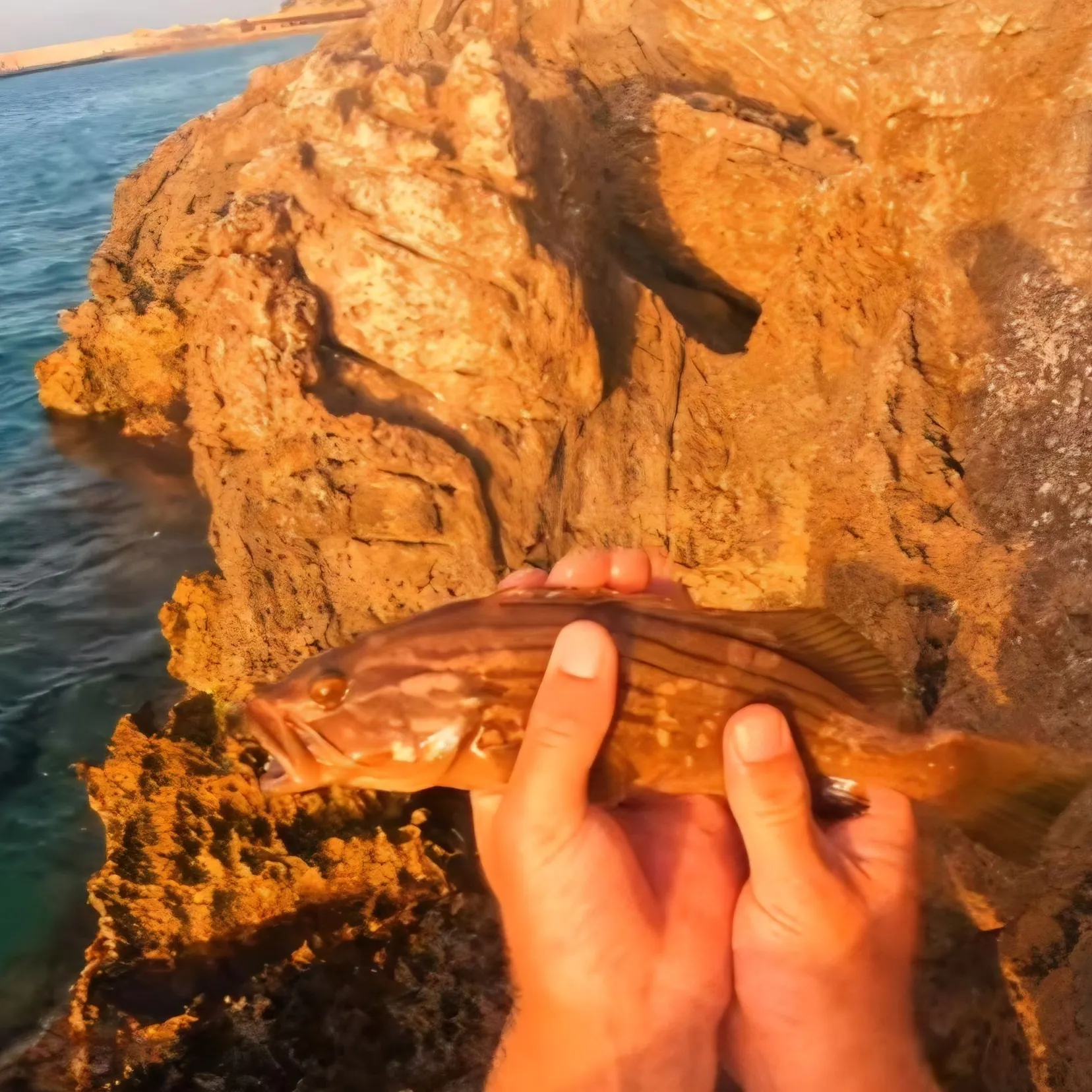 Painted comber caught on Fishbrain