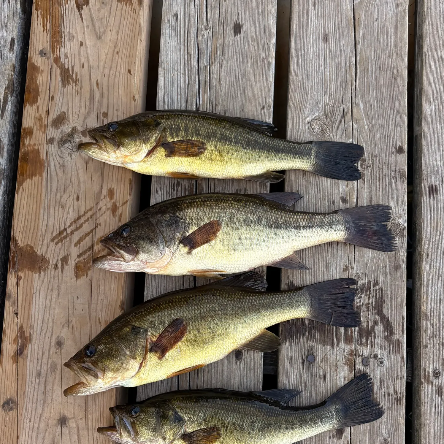 recently logged catches