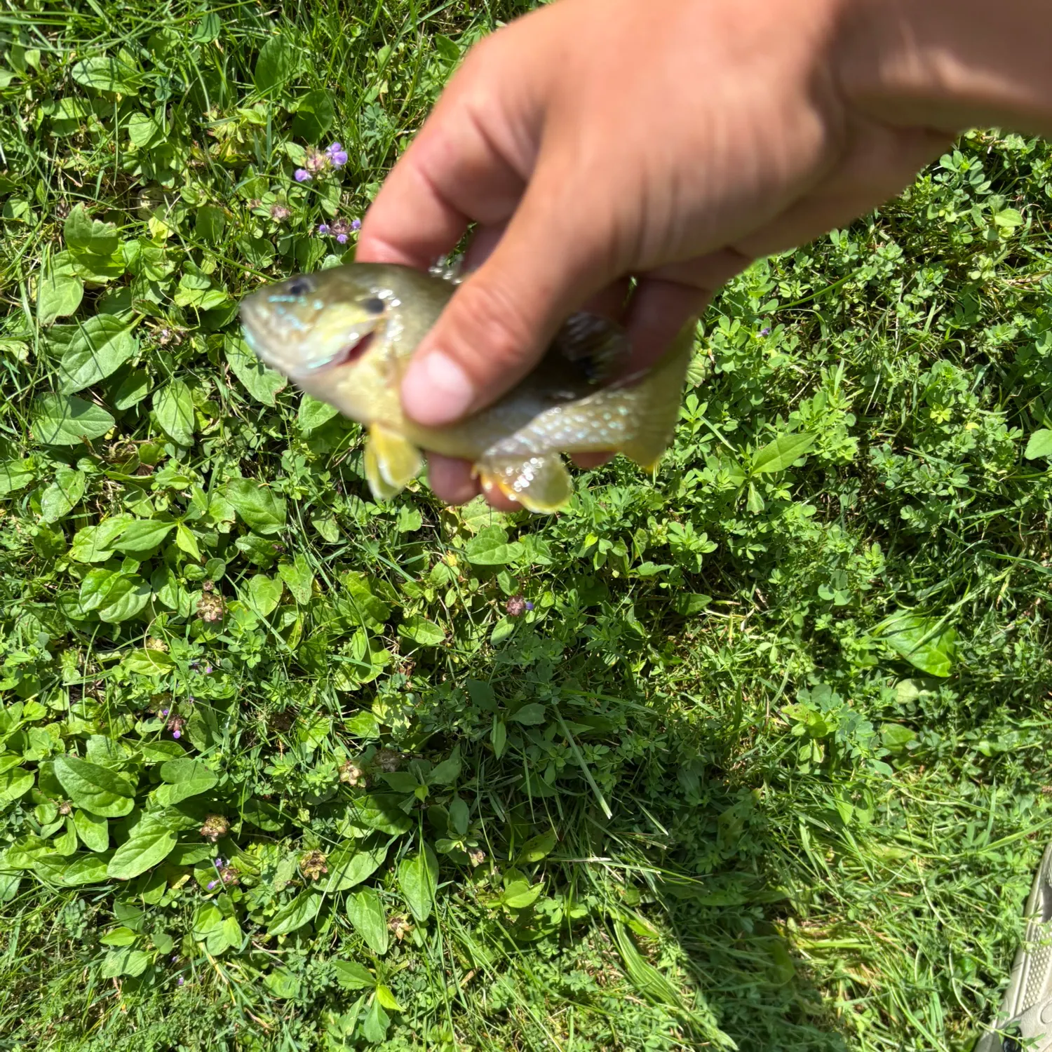 Fish caught on Fishbrain