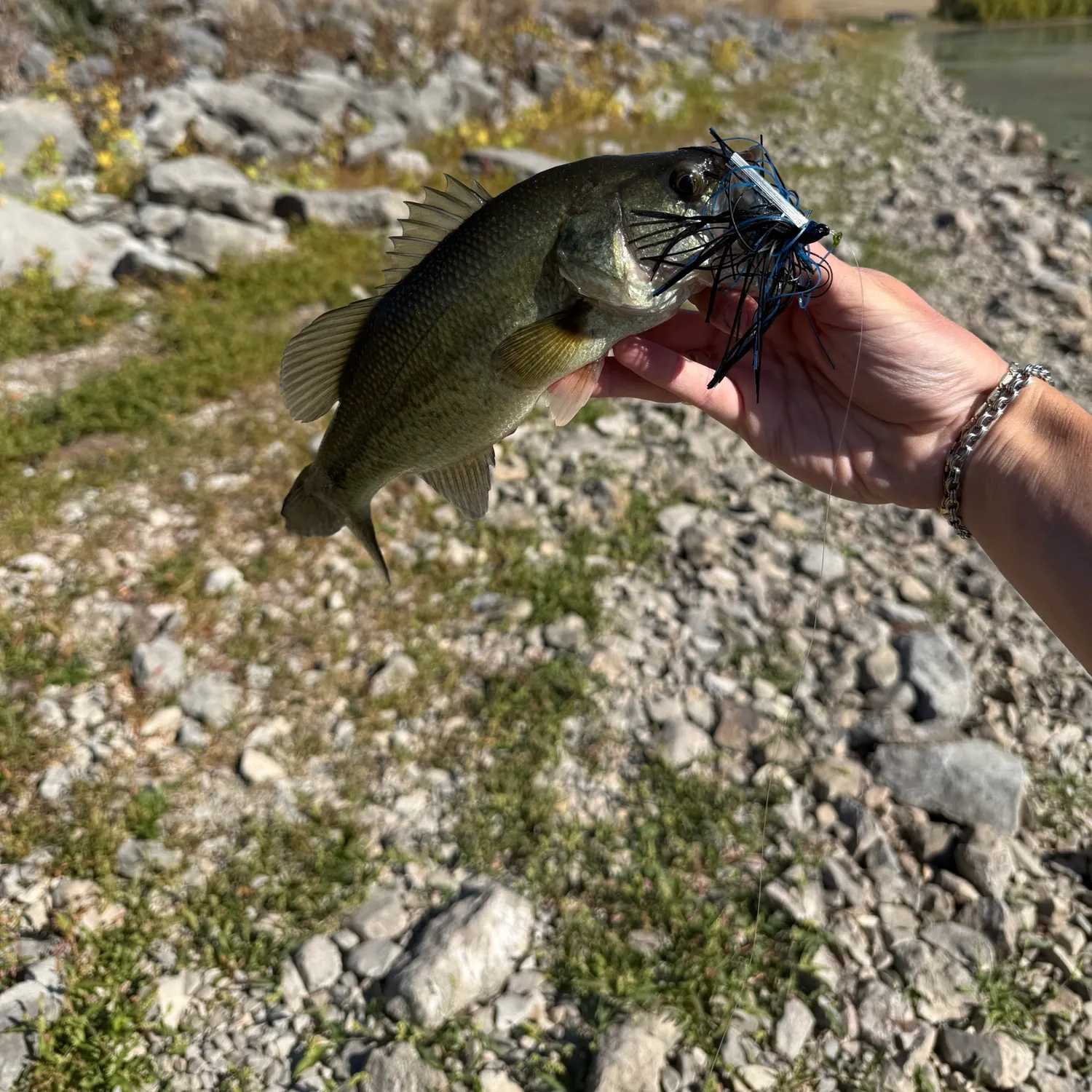 Largemouth bass caught on Fishbrain