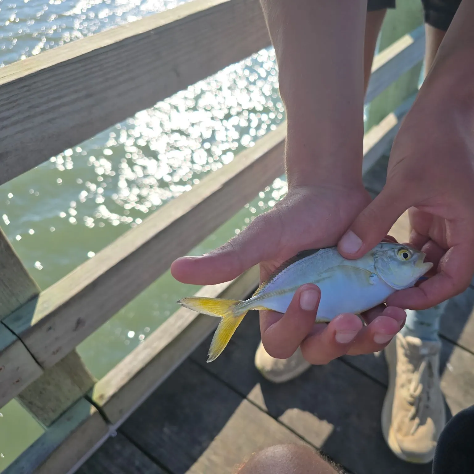 Blue runner caught on Fishbrain