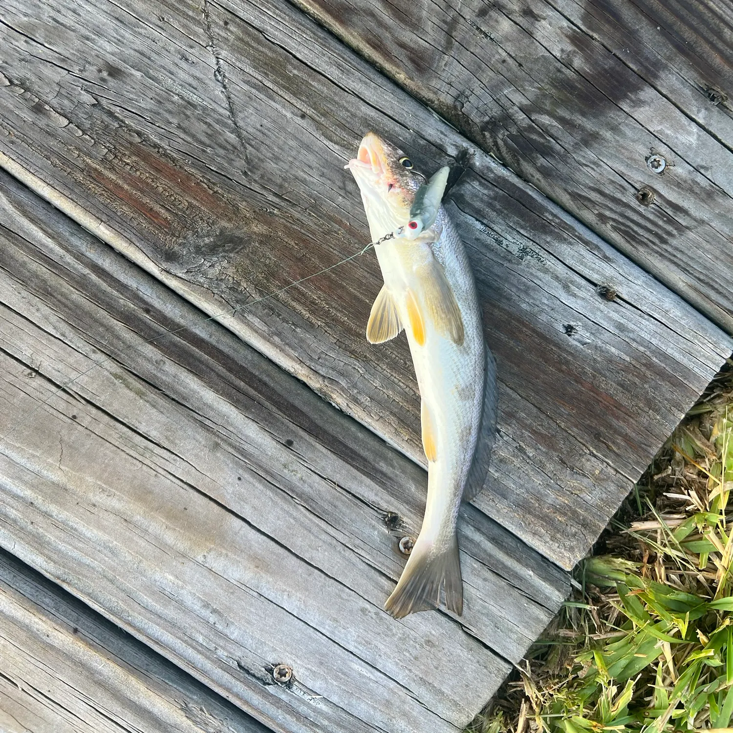 The most recent King George whiting catches on Fishbrain
