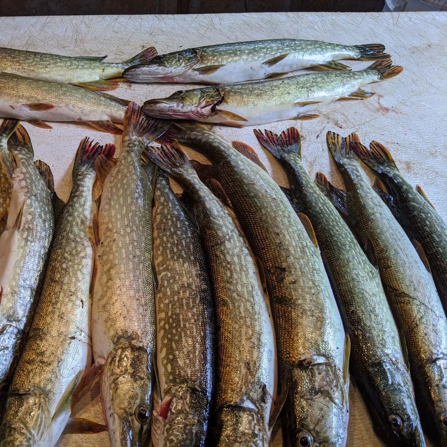 recently logged catches