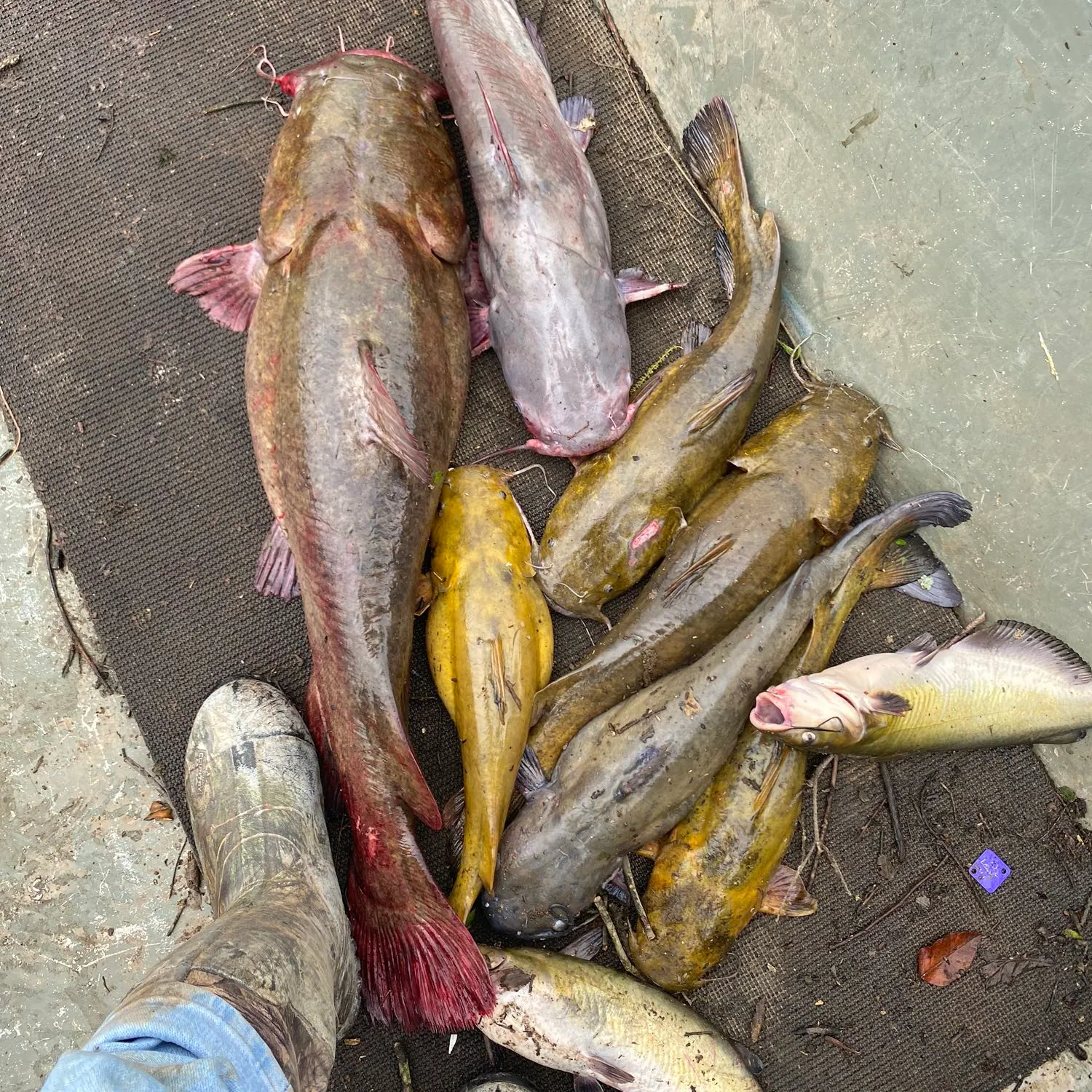 recently logged catches