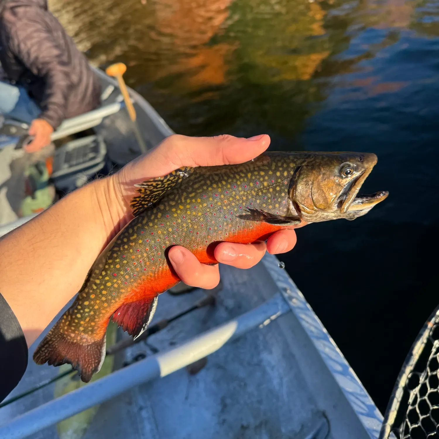 Brook trout caught on Fishbrain