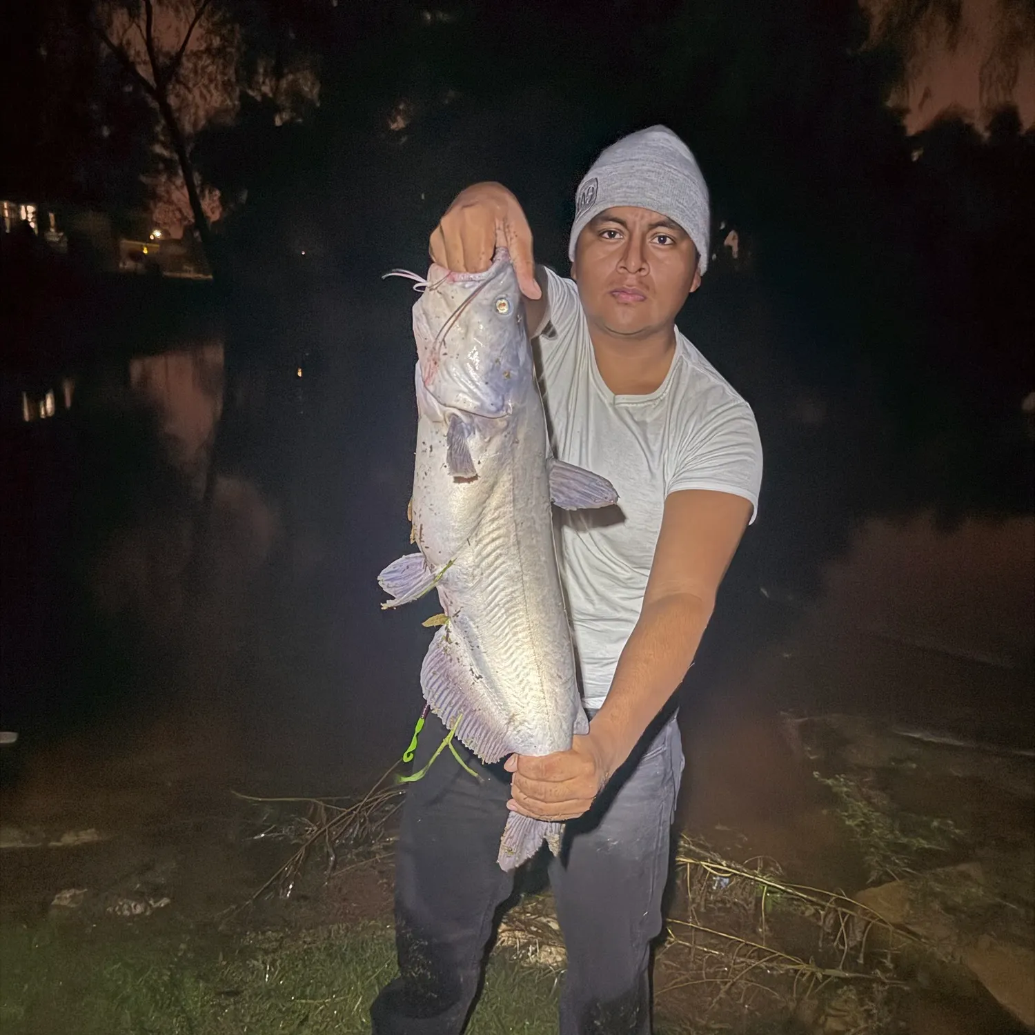 The most recent Blue catfish catches on Fishbrain
