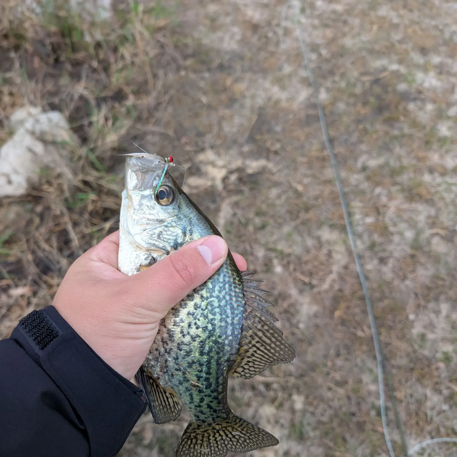Black crappie caught on Fishbrain