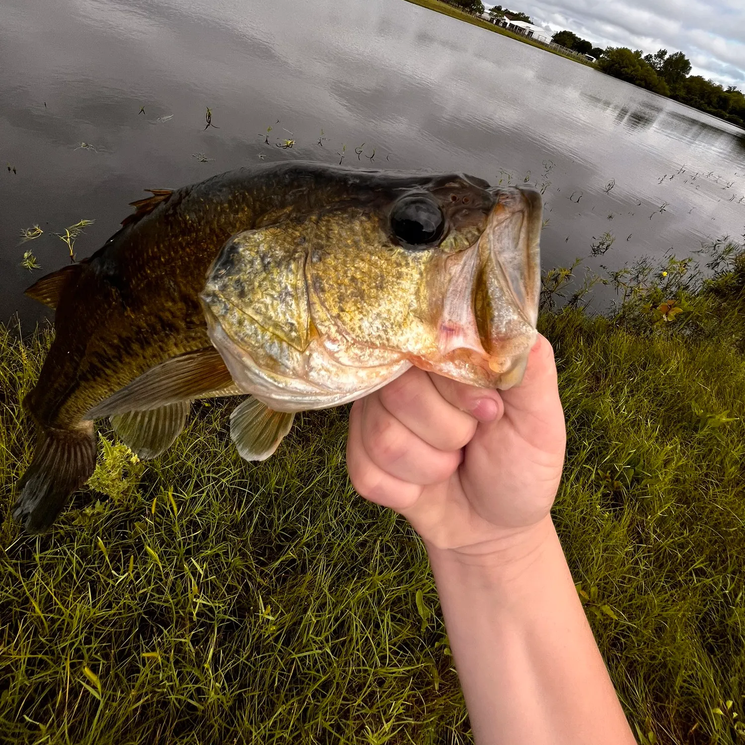 Fish caught on Fishbrain