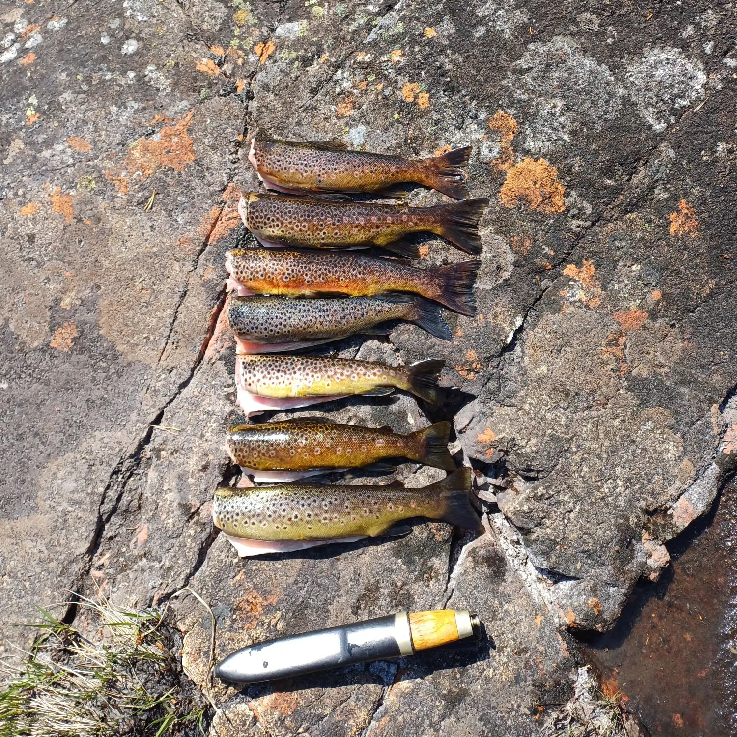 recently logged catches