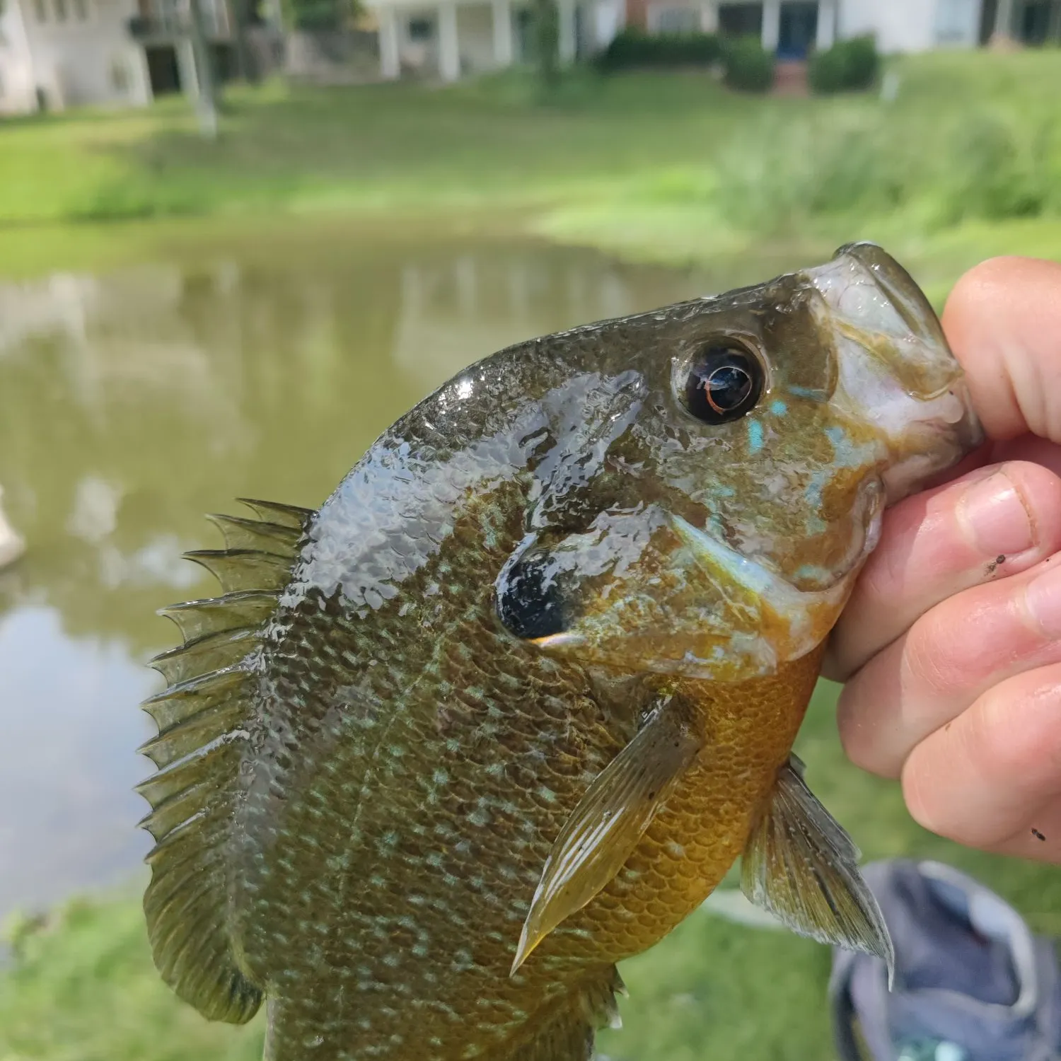 Greengill hybrid caught on Fishbrain
