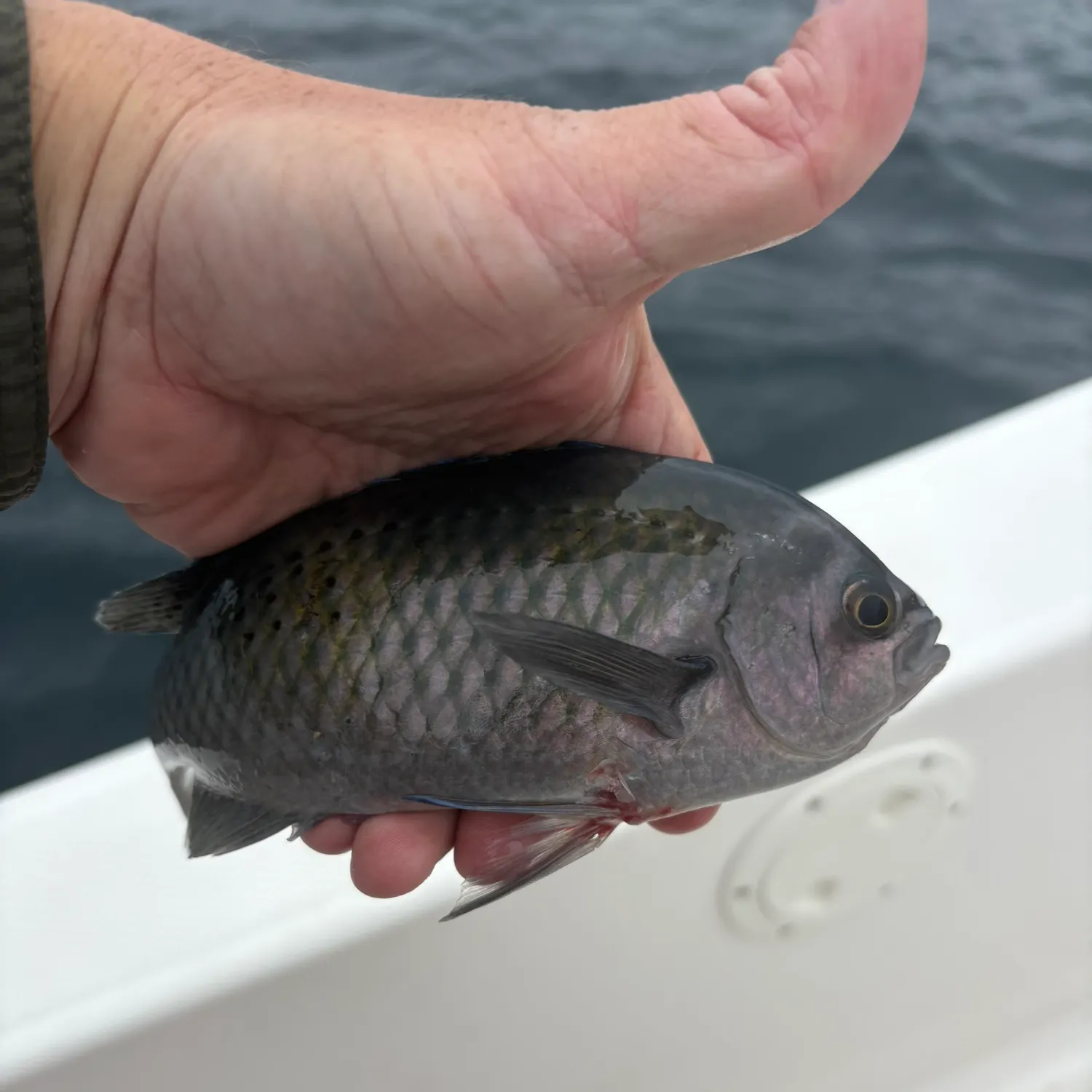 The most recent Blacksmith catches on Fishbrain