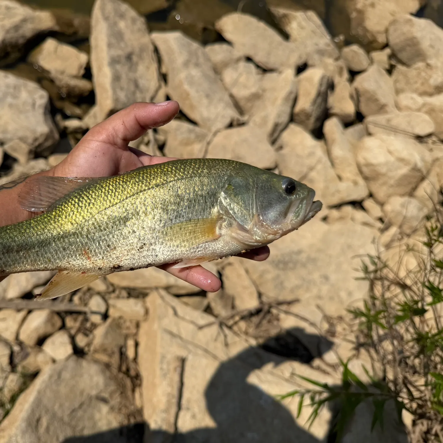 Largemouth bass caught on Fishbrain