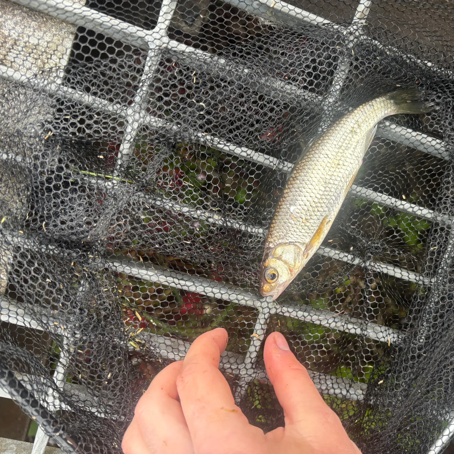 The most recent Common dace catches on Fishbrain
