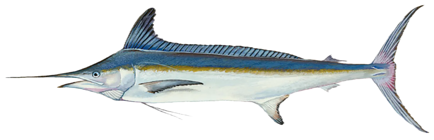 Atlantic white marlin