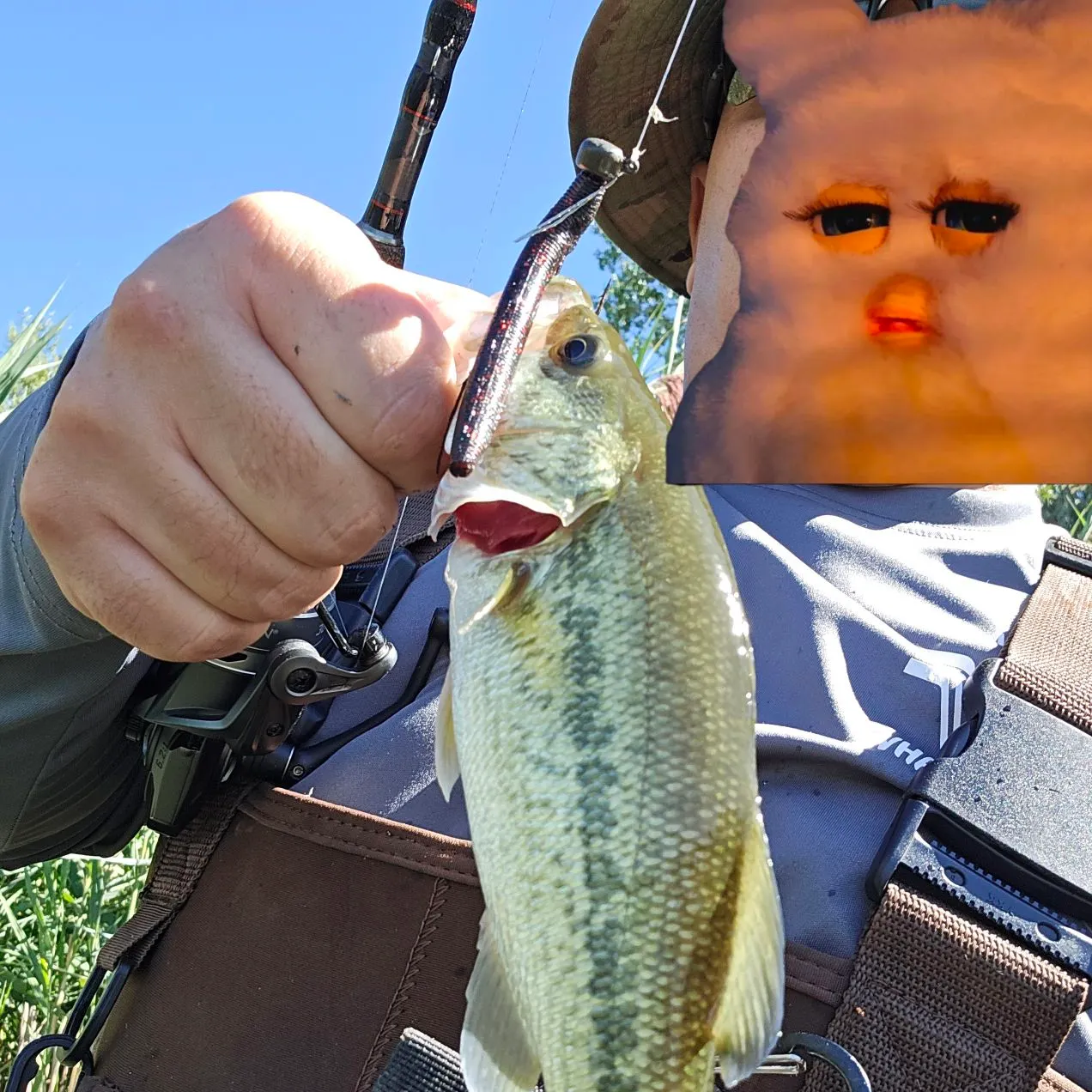 Largemouth bass caught on Fishbrain