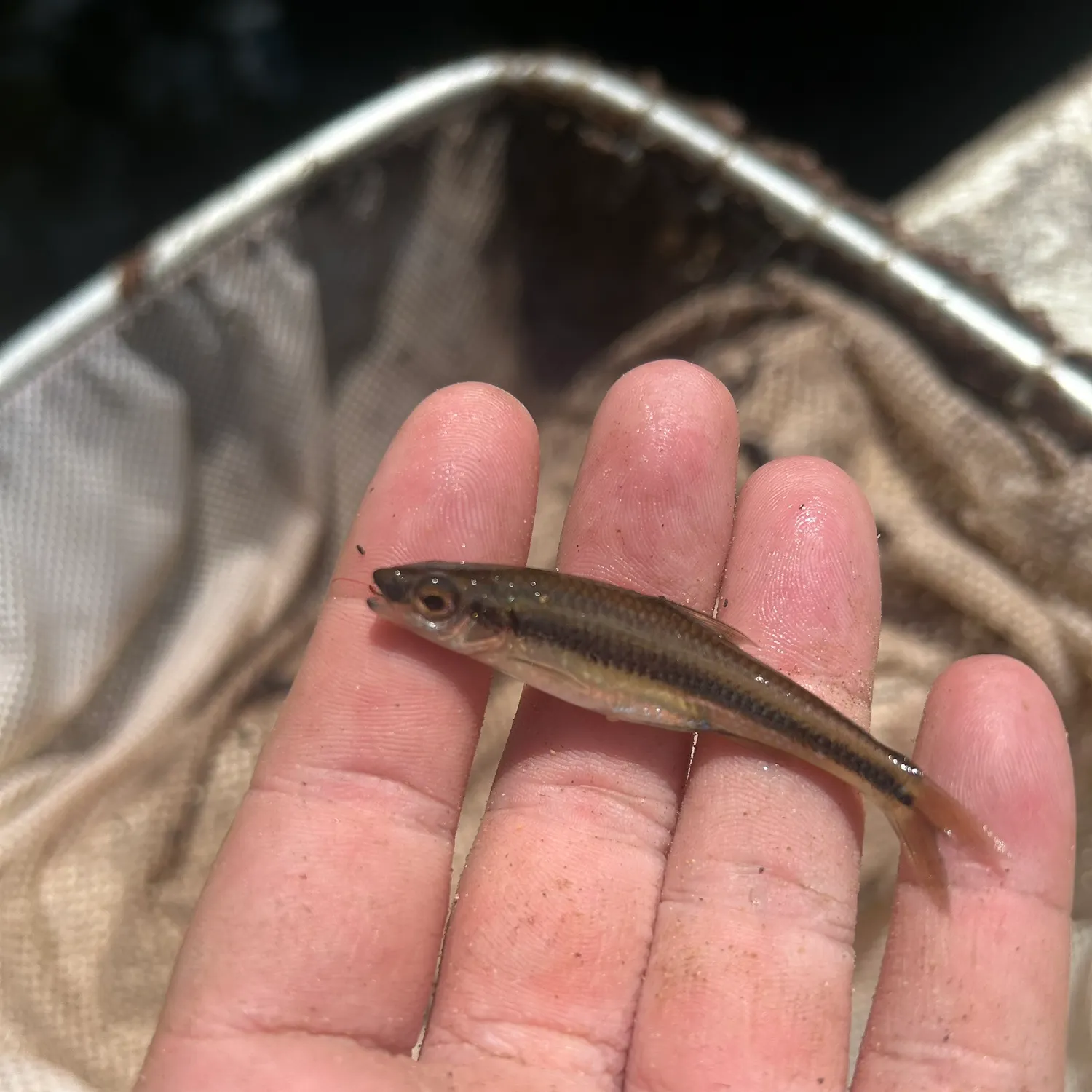 The most recent Coastal shiner catches on Fishbrain