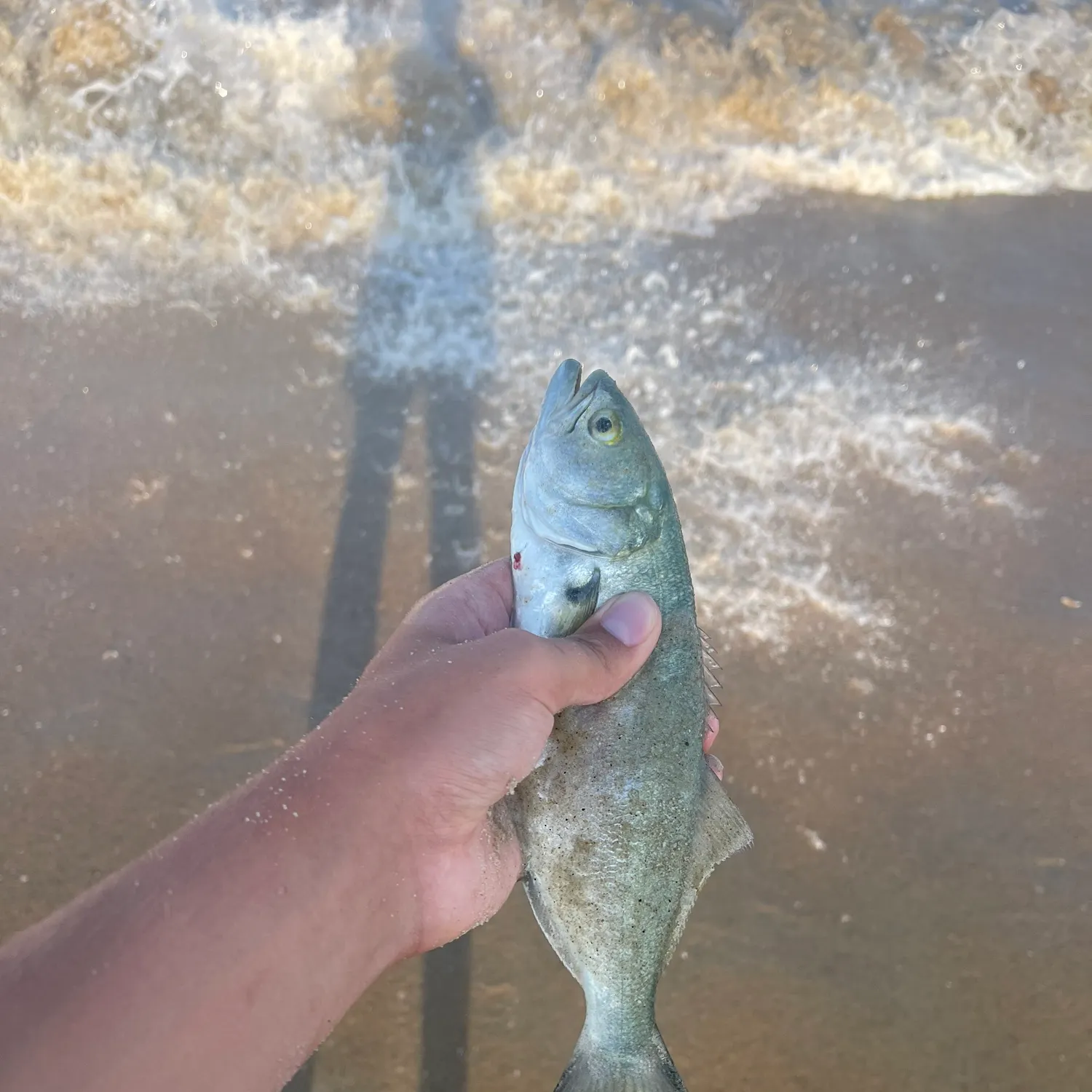 Bluefish caught on Fishbrain