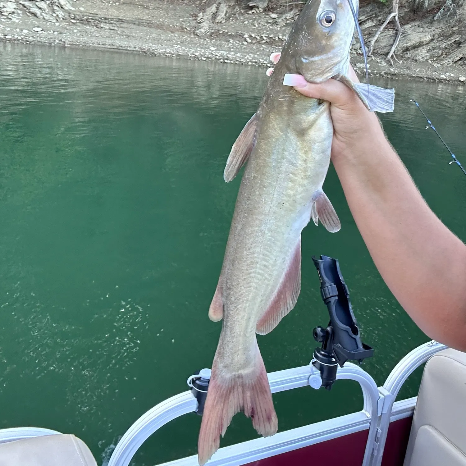 Channel catfish caught on Fishbrain