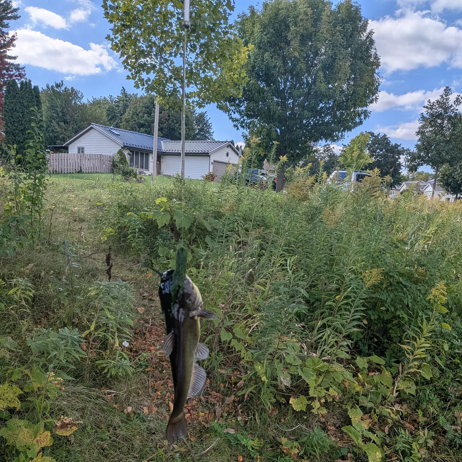 Black bullhead caught on Fishbrain
