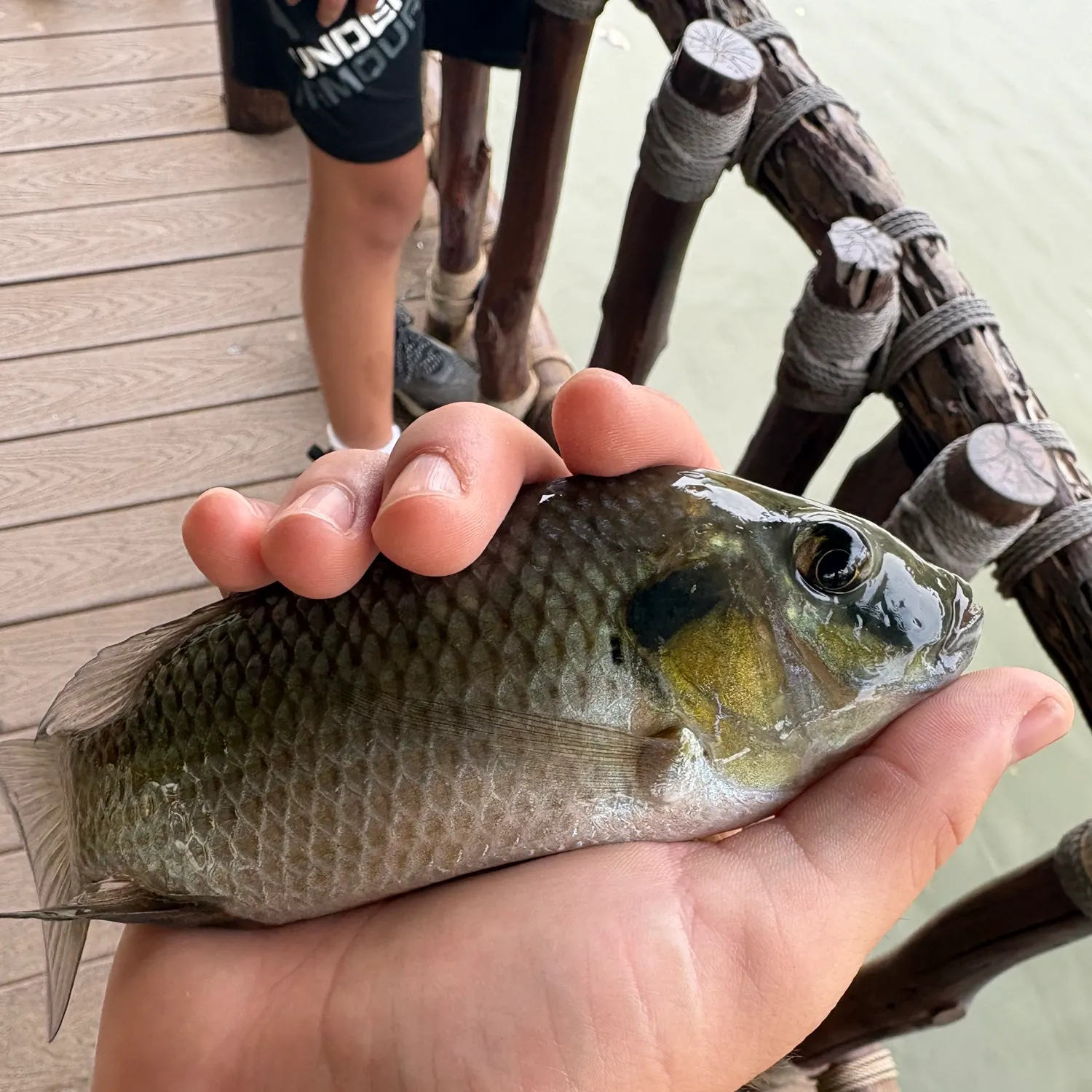 The most recent Blackchin tilapia catches on Fishbrain