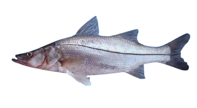 White snook