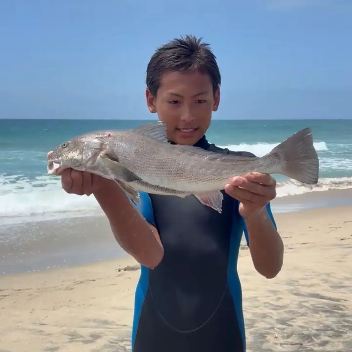 The most recent California corbina catches on Fishbrain
