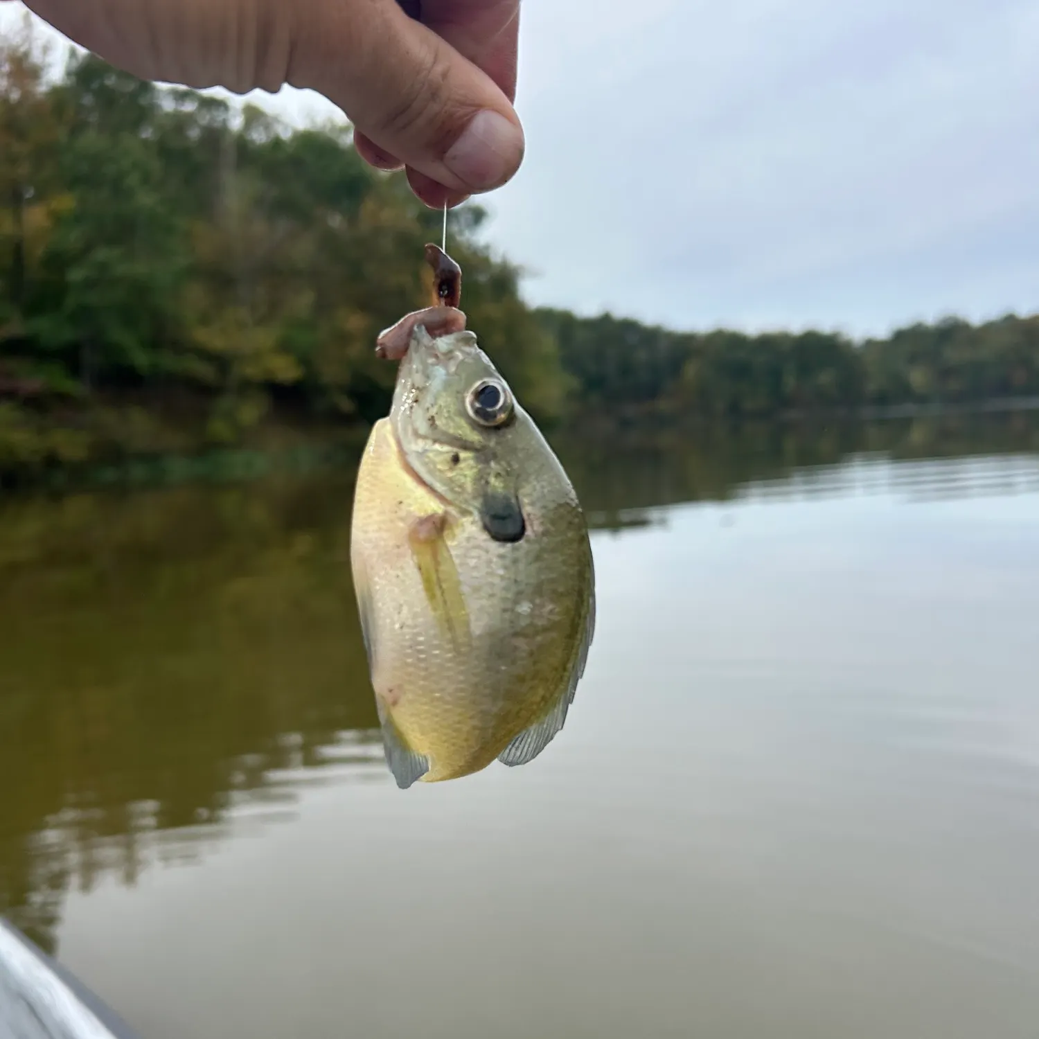 Bluegill caught on Fishbrain