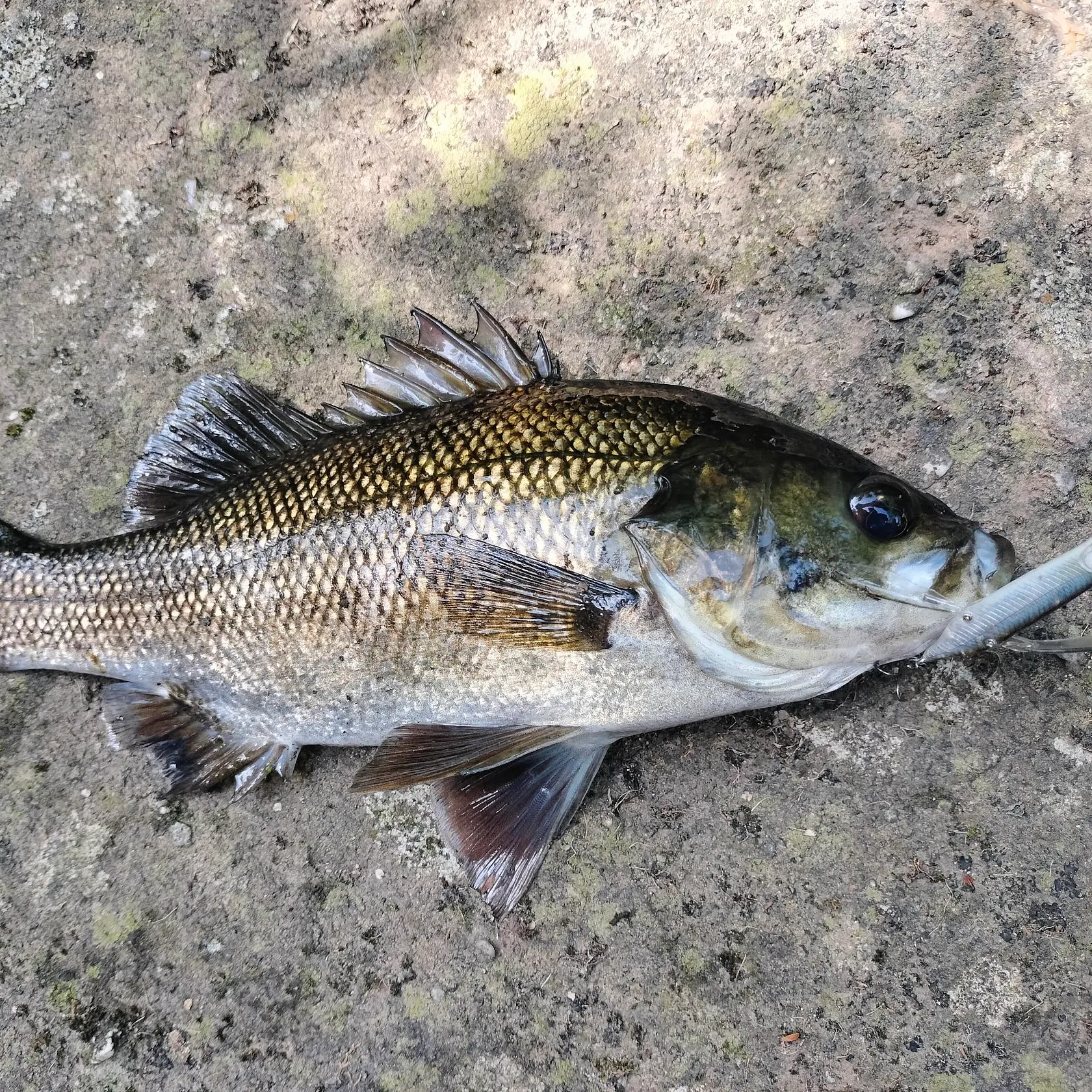 The most recent Australian bass catches on Fishbrain