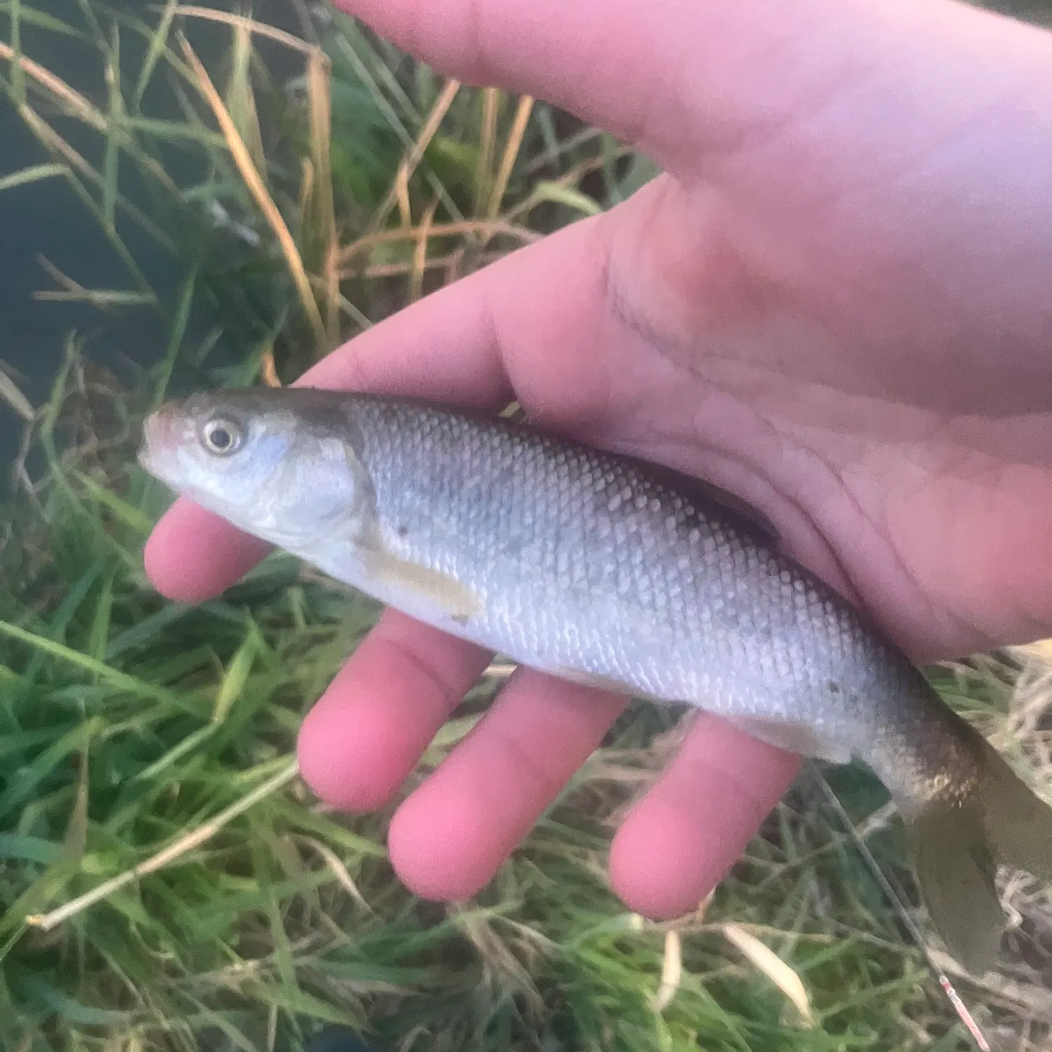The most recent Utah chub catches on Fishbrain