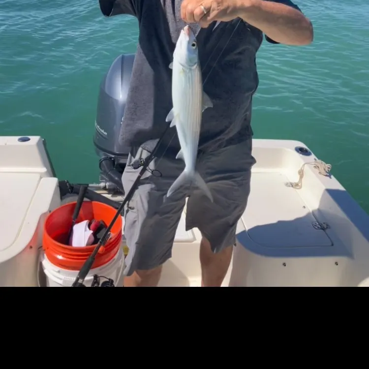 West Atlantic bonefish caught on Fishbrain