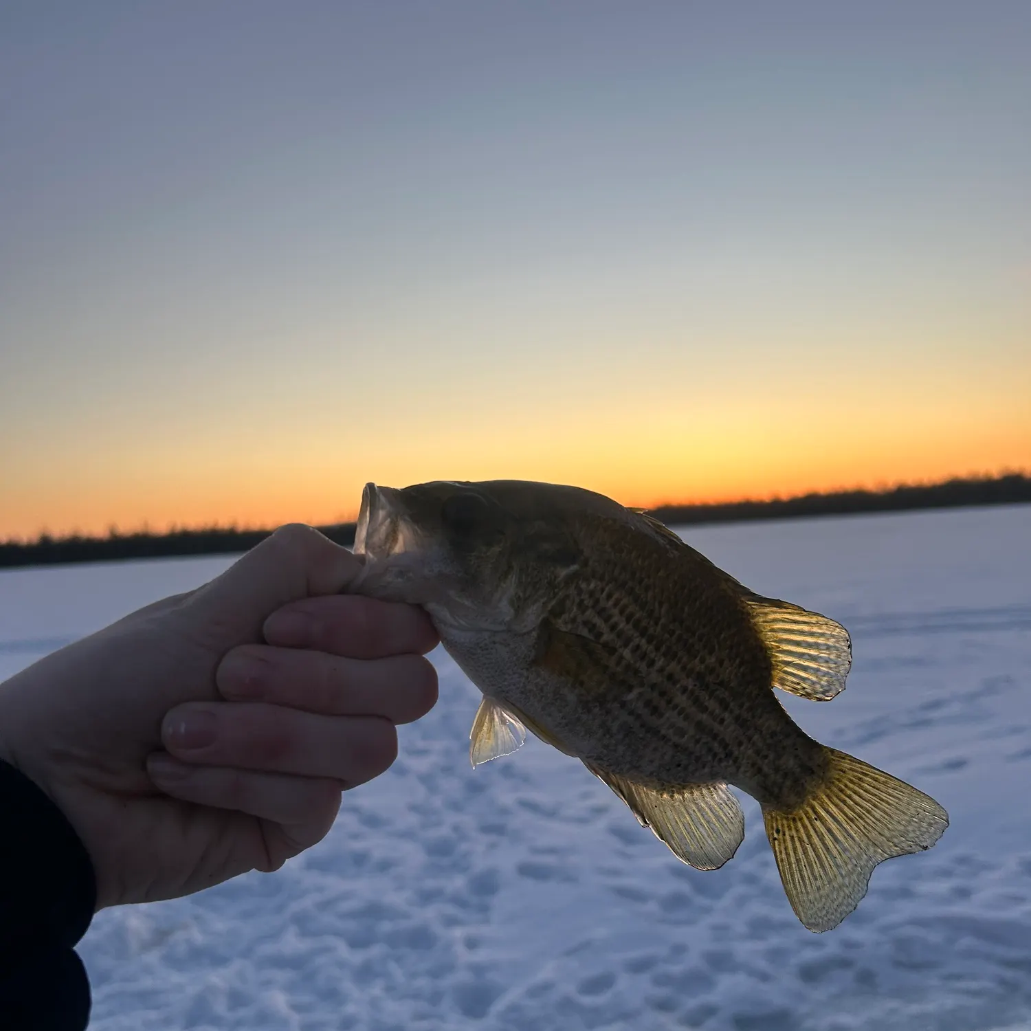 The most recent Rock bass catches on Fishbrain