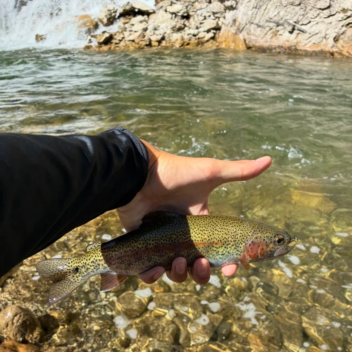 Rainbow trout caught on Fishbrain