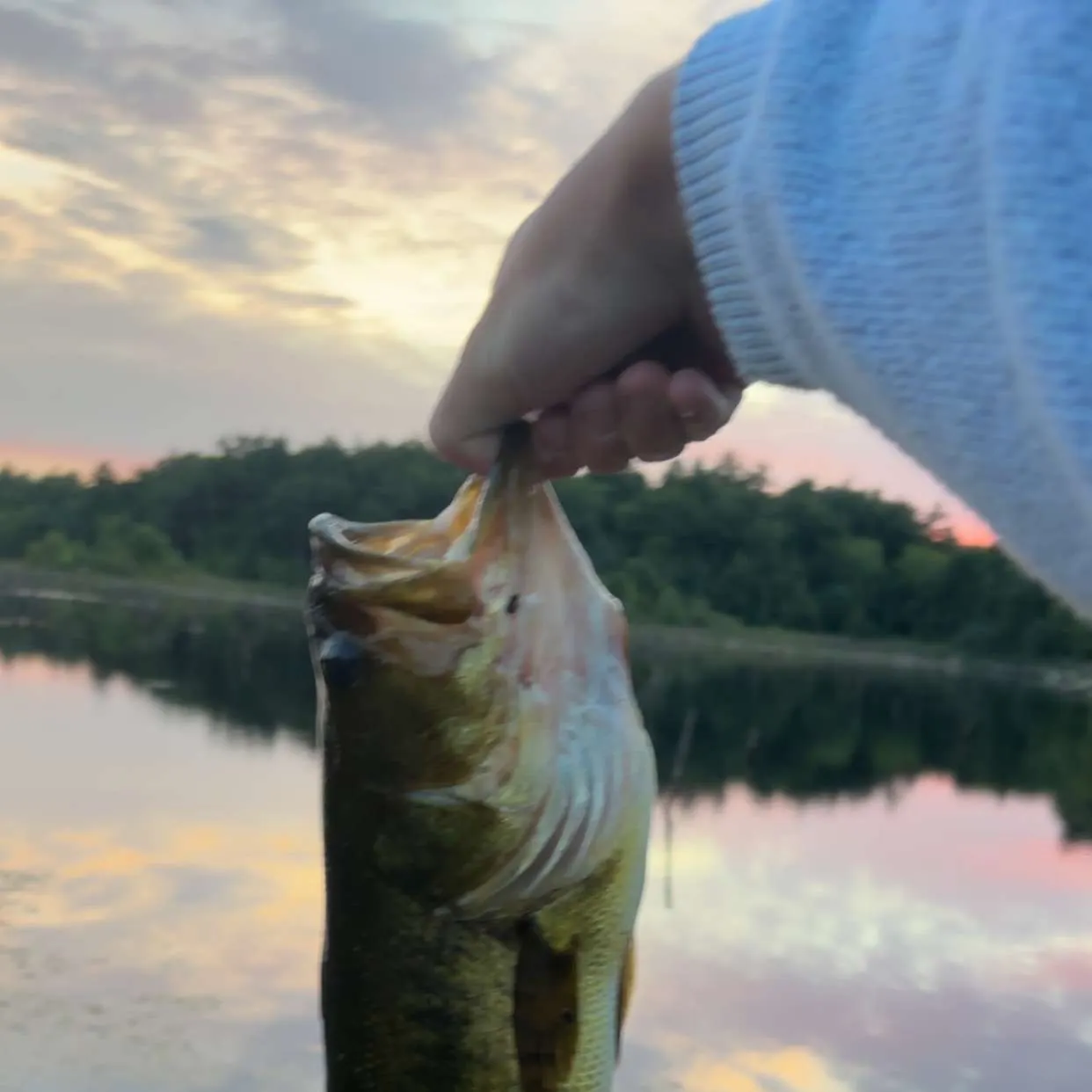Largemouth bass caught on Fishbrain